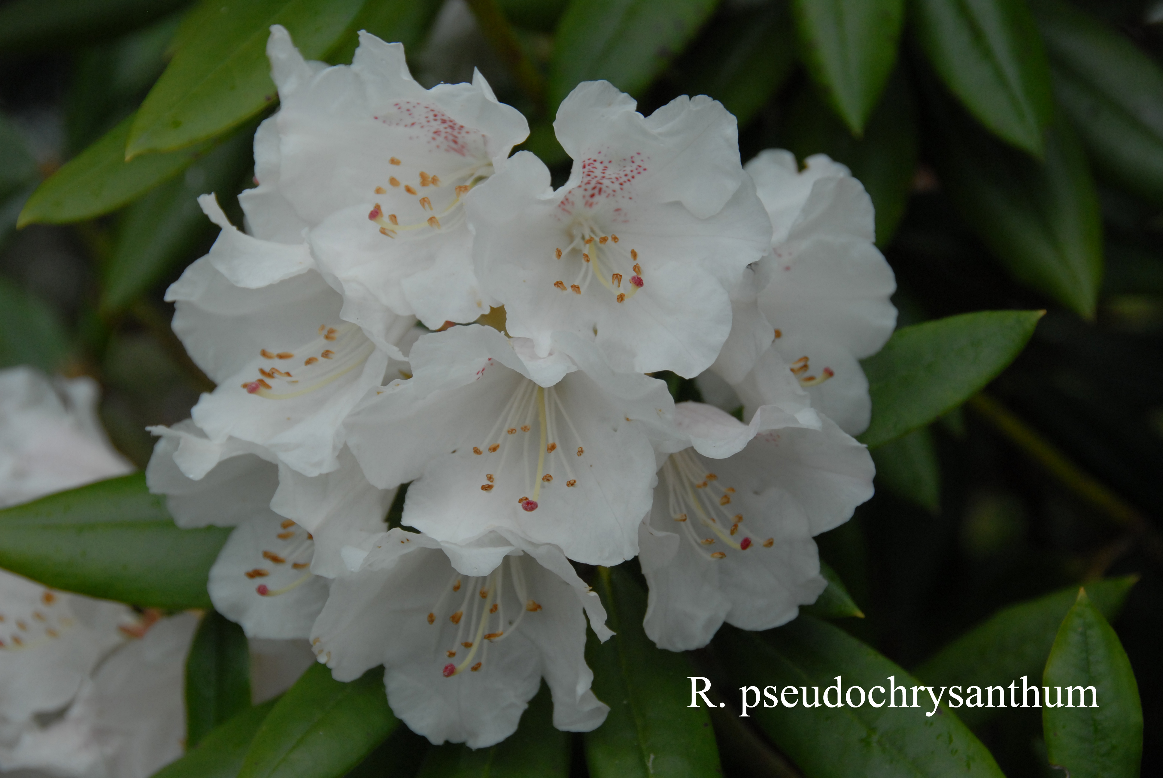 Rhododendron pseudochrysanthum photo
