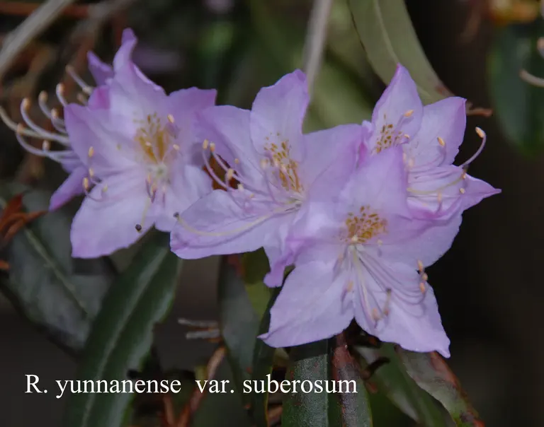 Photo of R. yunnanense, Species