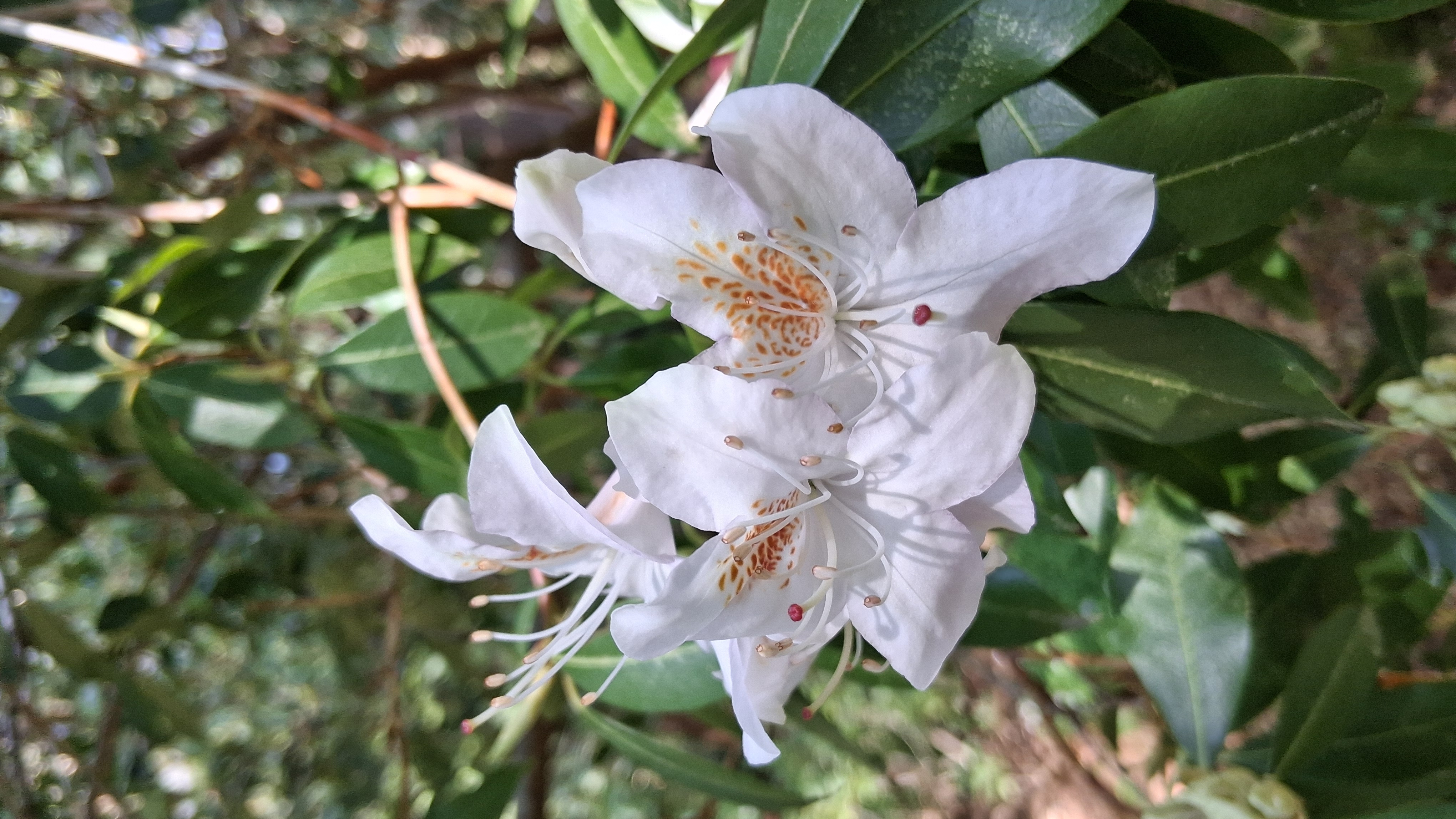 Rhododendron yunnanense photo