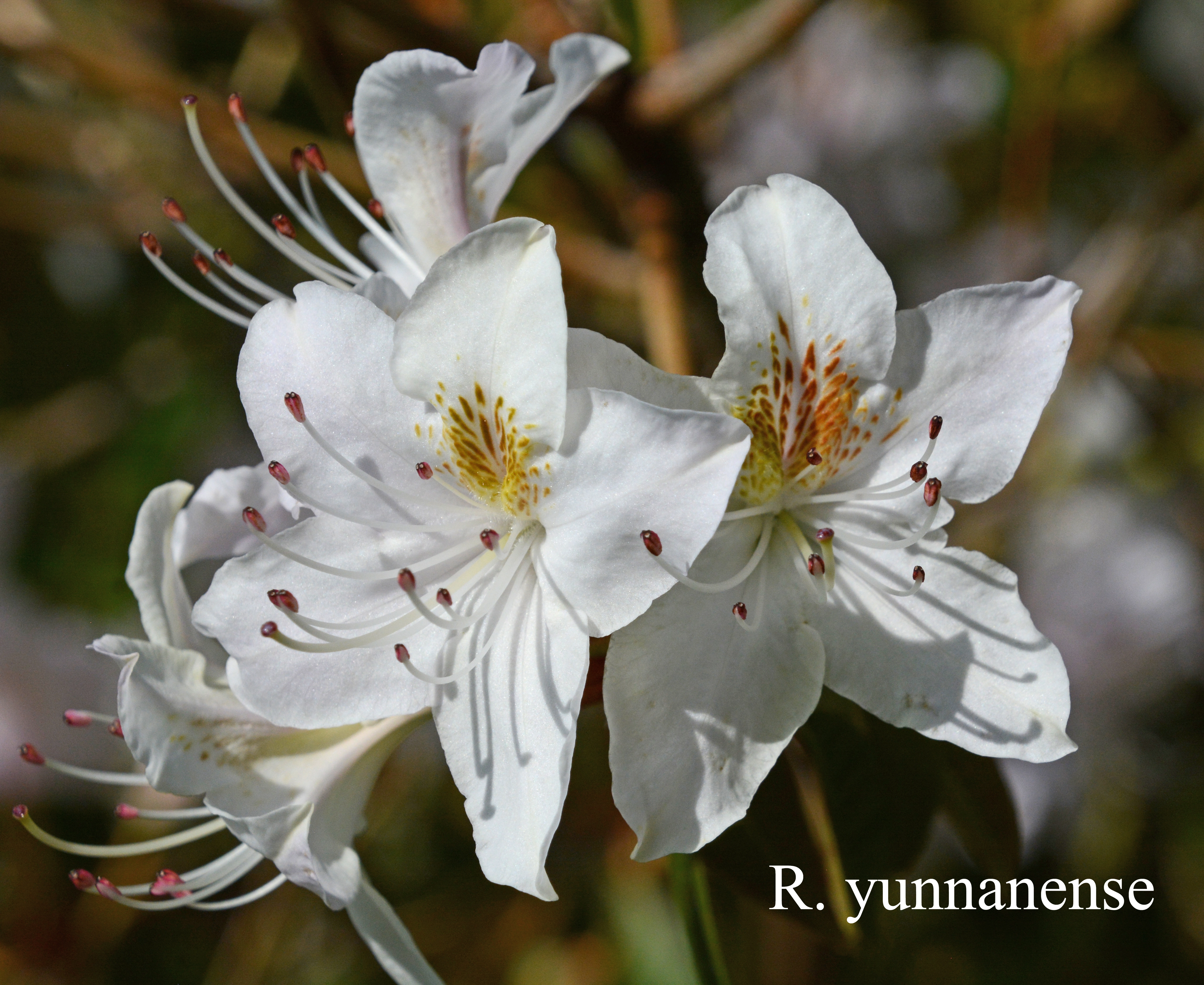 Rhododendron yunnanense photo