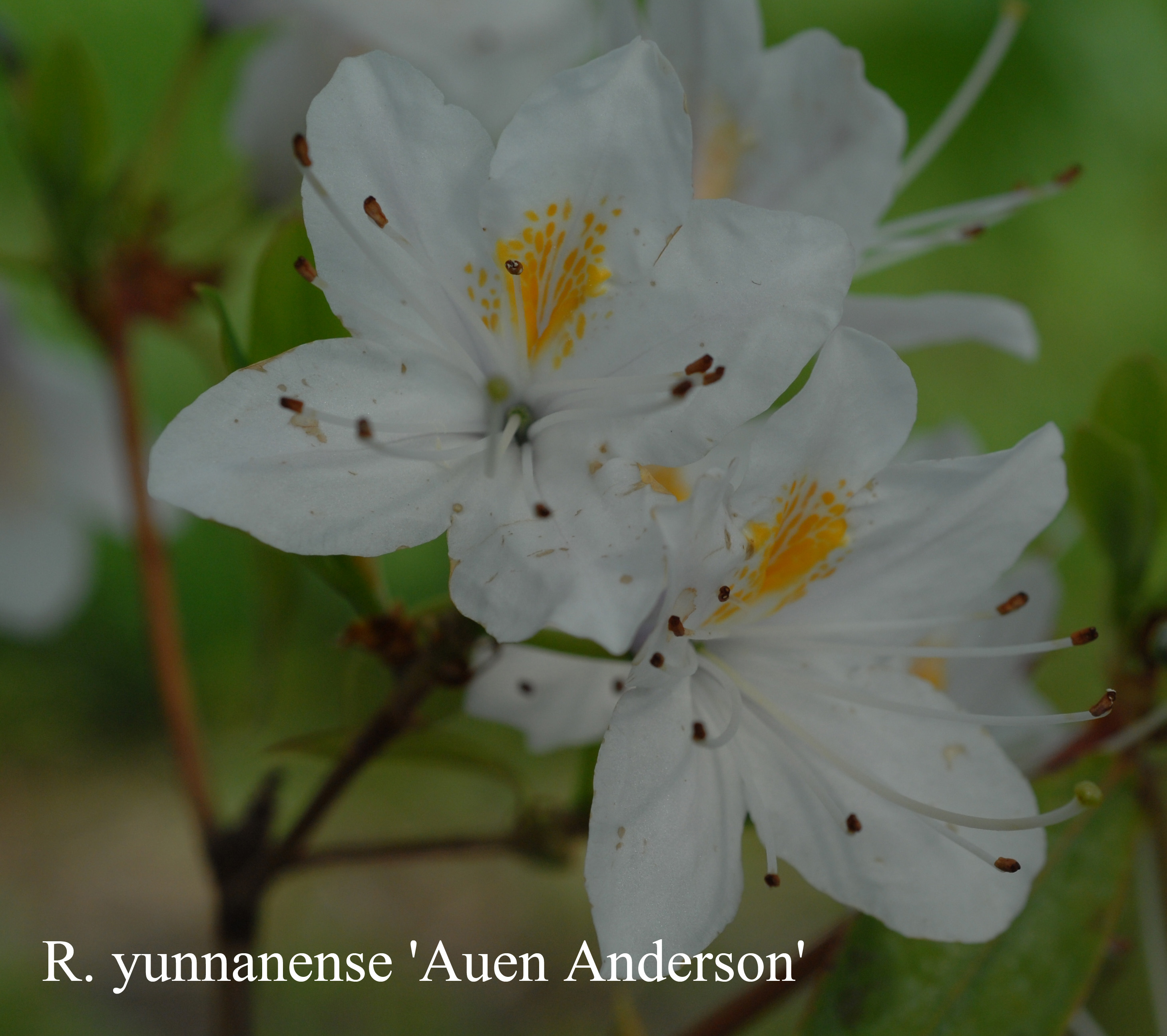 Rhododendron yunnanense photo