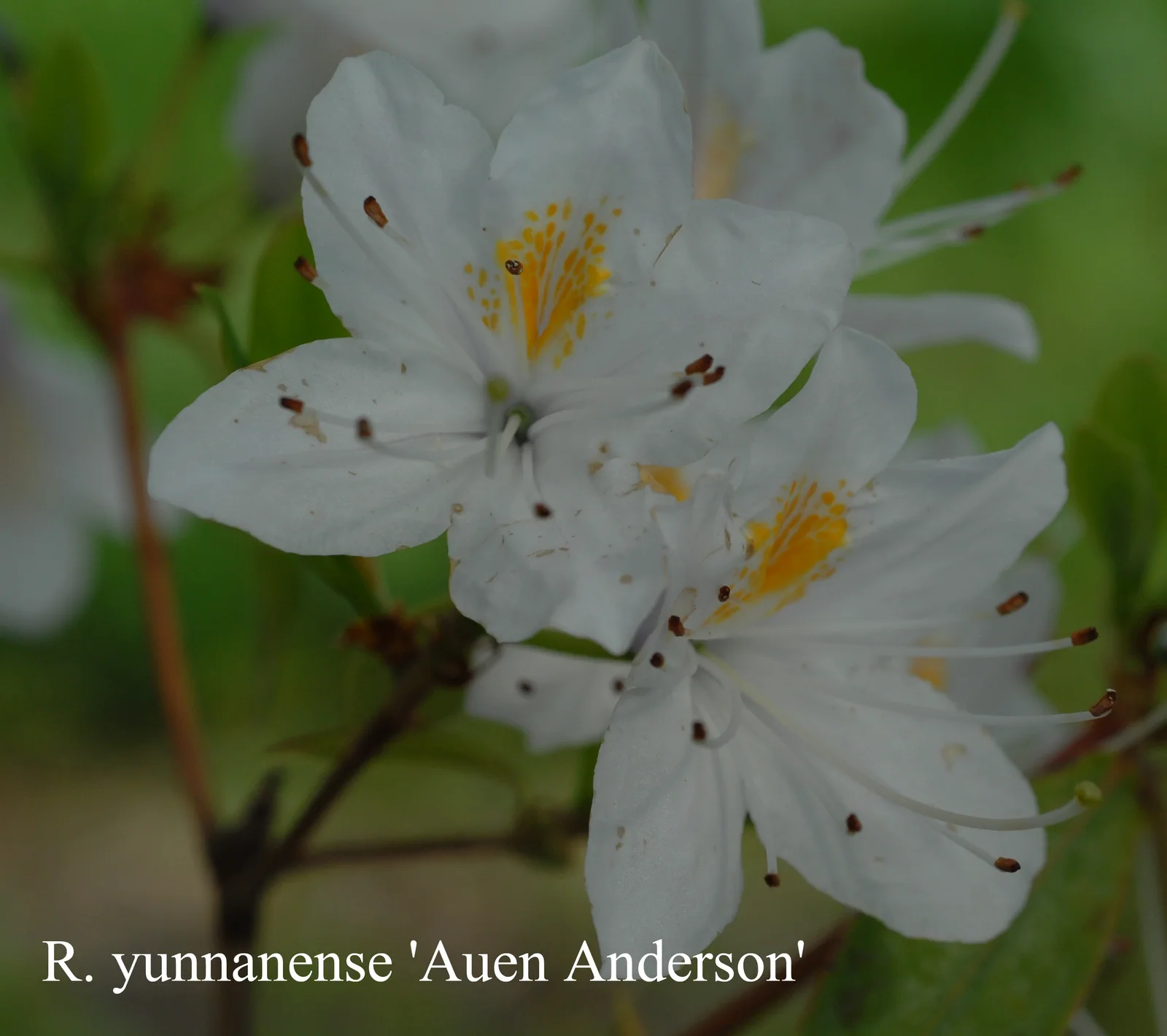 R. yunnanense photo of R. yunnanense. Location: Fearing's Farm Nursery, Abbotsford, BC, Canada. Photo by: Harold Fearing