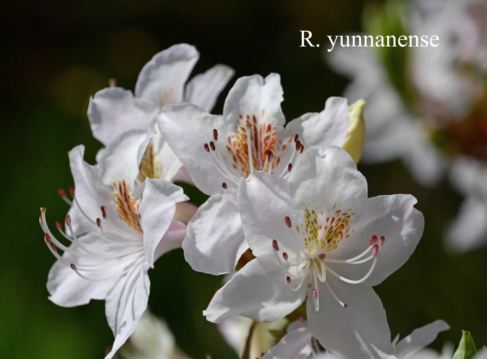 R. yunnanense photo of R. yunnanense. Location: Fearing's Farm Nursery, Abbotsford, BC, Canada. Photo by: Harold Fearing