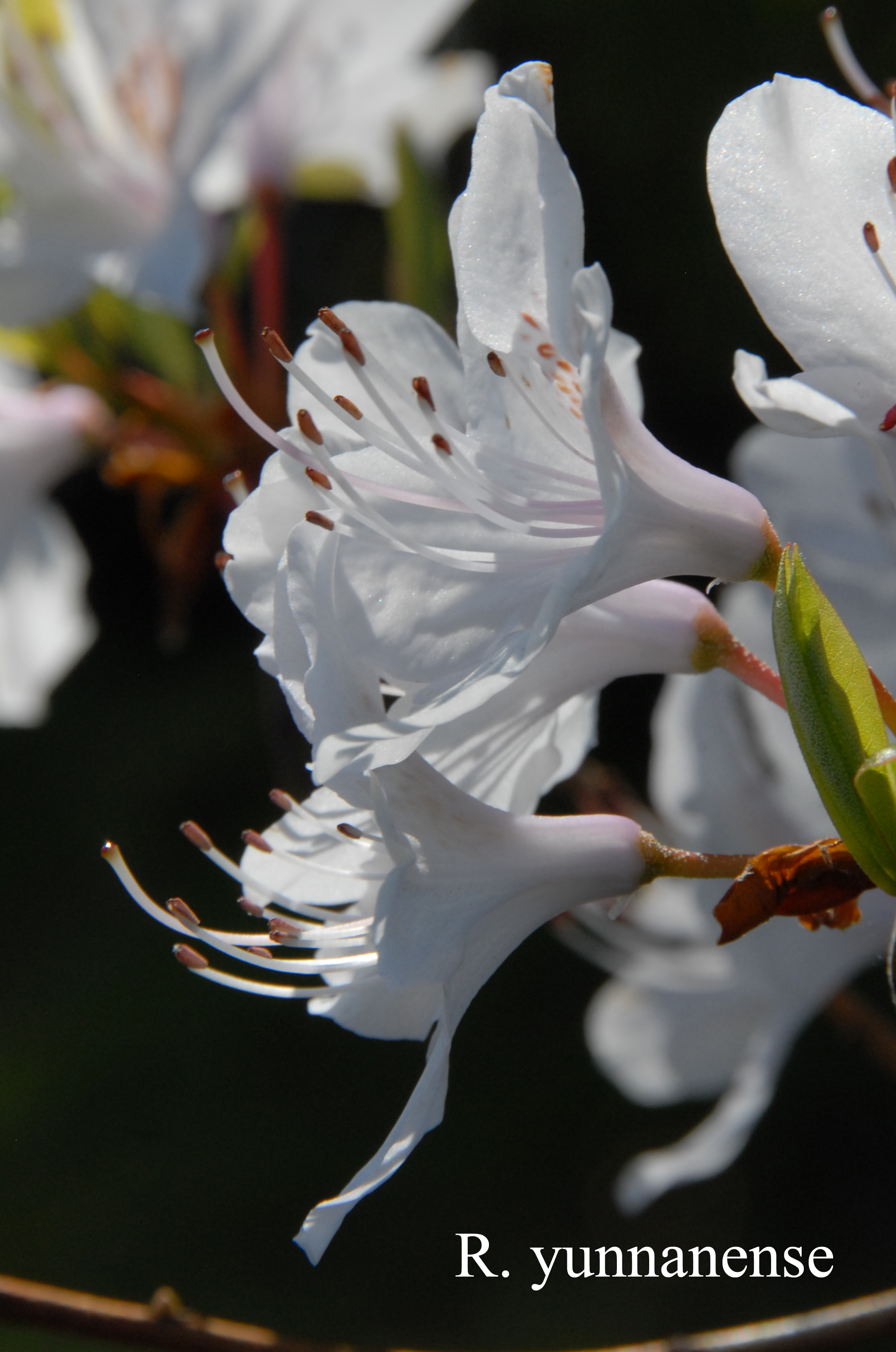 Rhododendron yunnanense photo