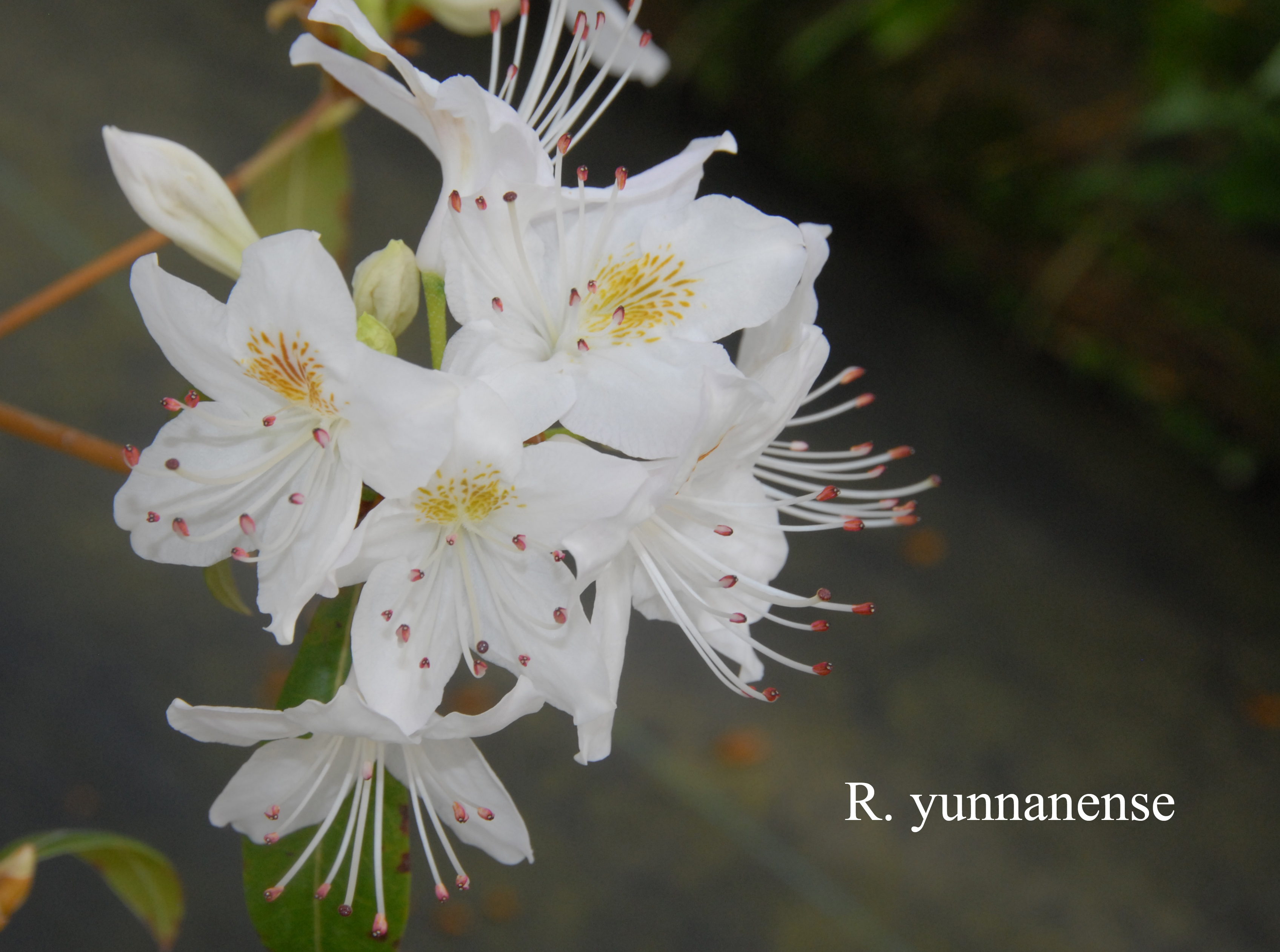 Rhododendron yunnanense photo