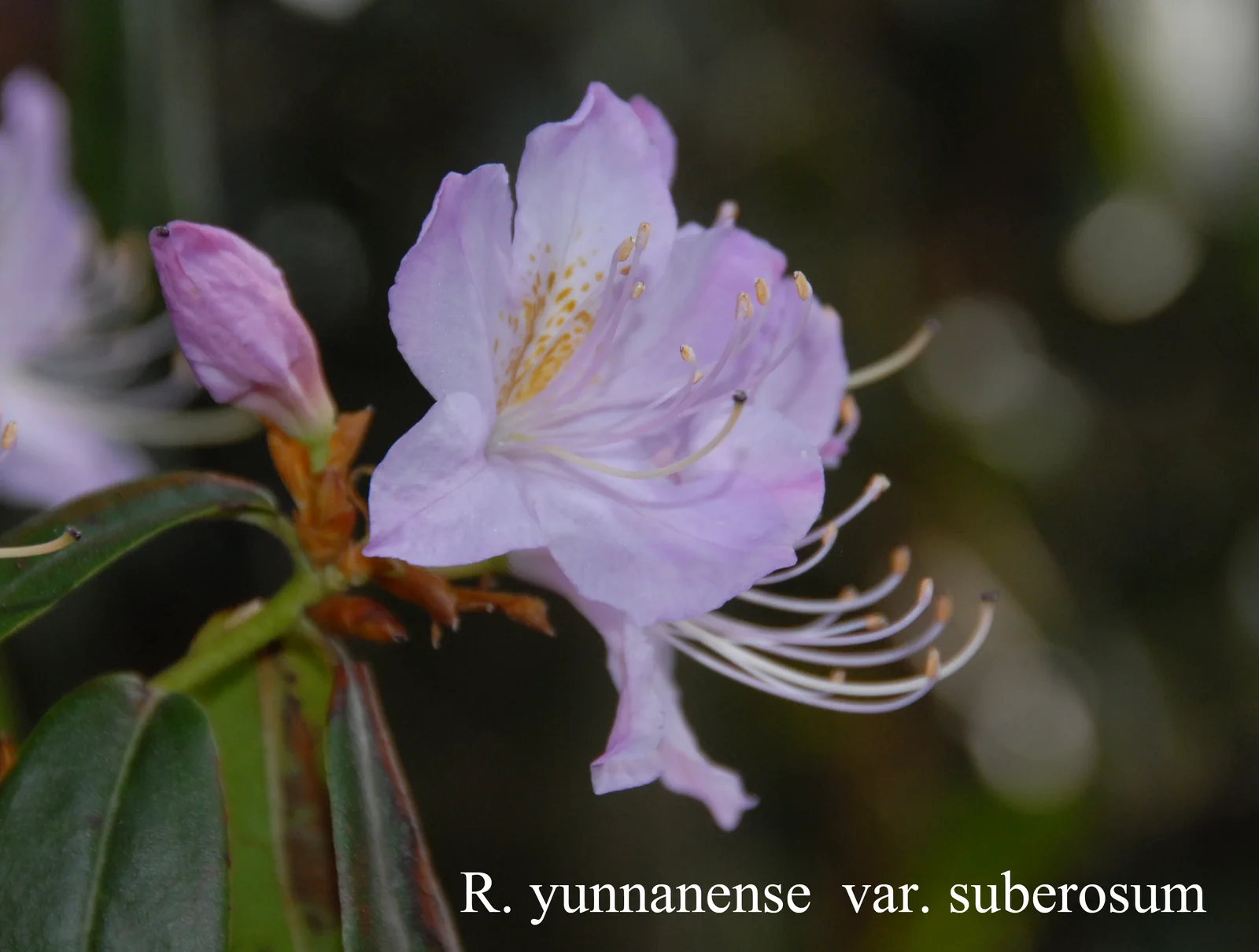 R. yunnanense photo of R. yunnanense. Location: Fearing's Farm Nursery, Abbotsford, BC, Canada. Photo by: Harold Fearing