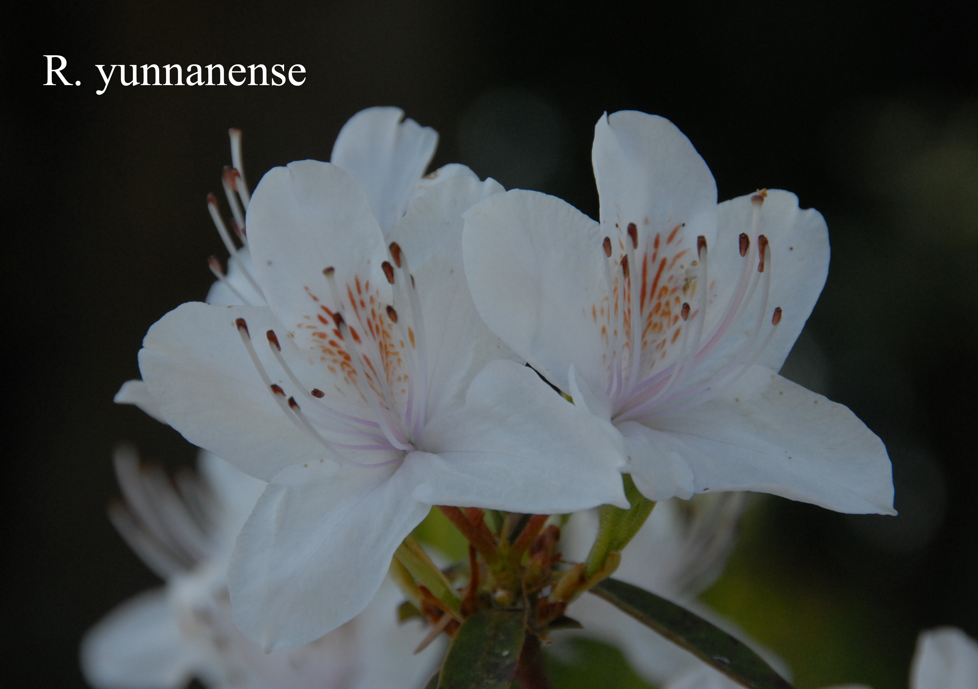 Rhododendron yunnanense photo