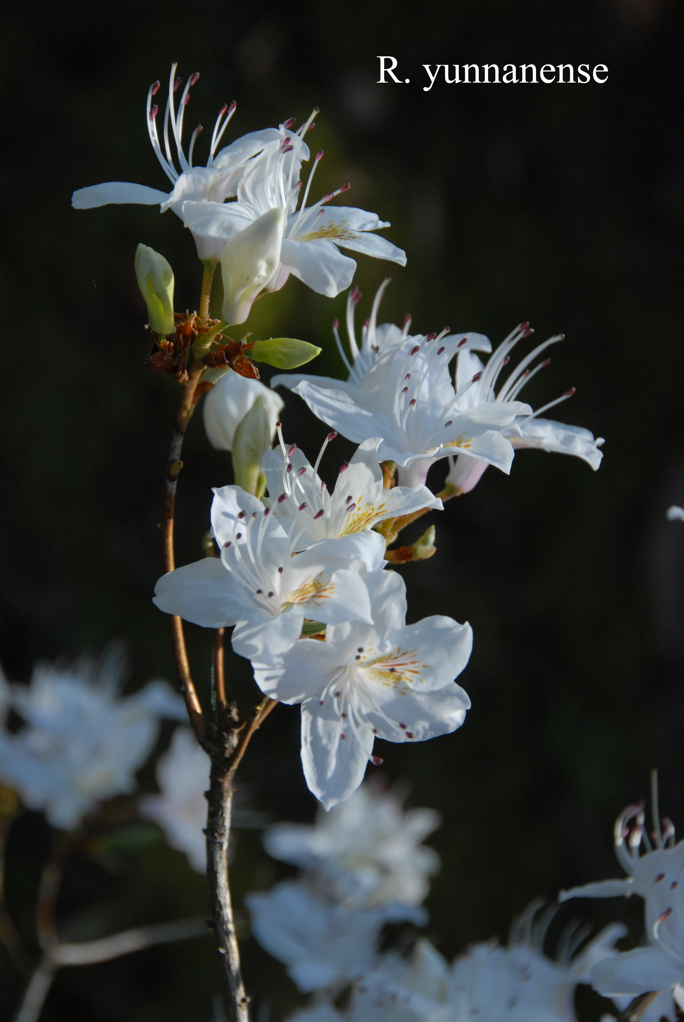 Rhododendron yunnanense photo