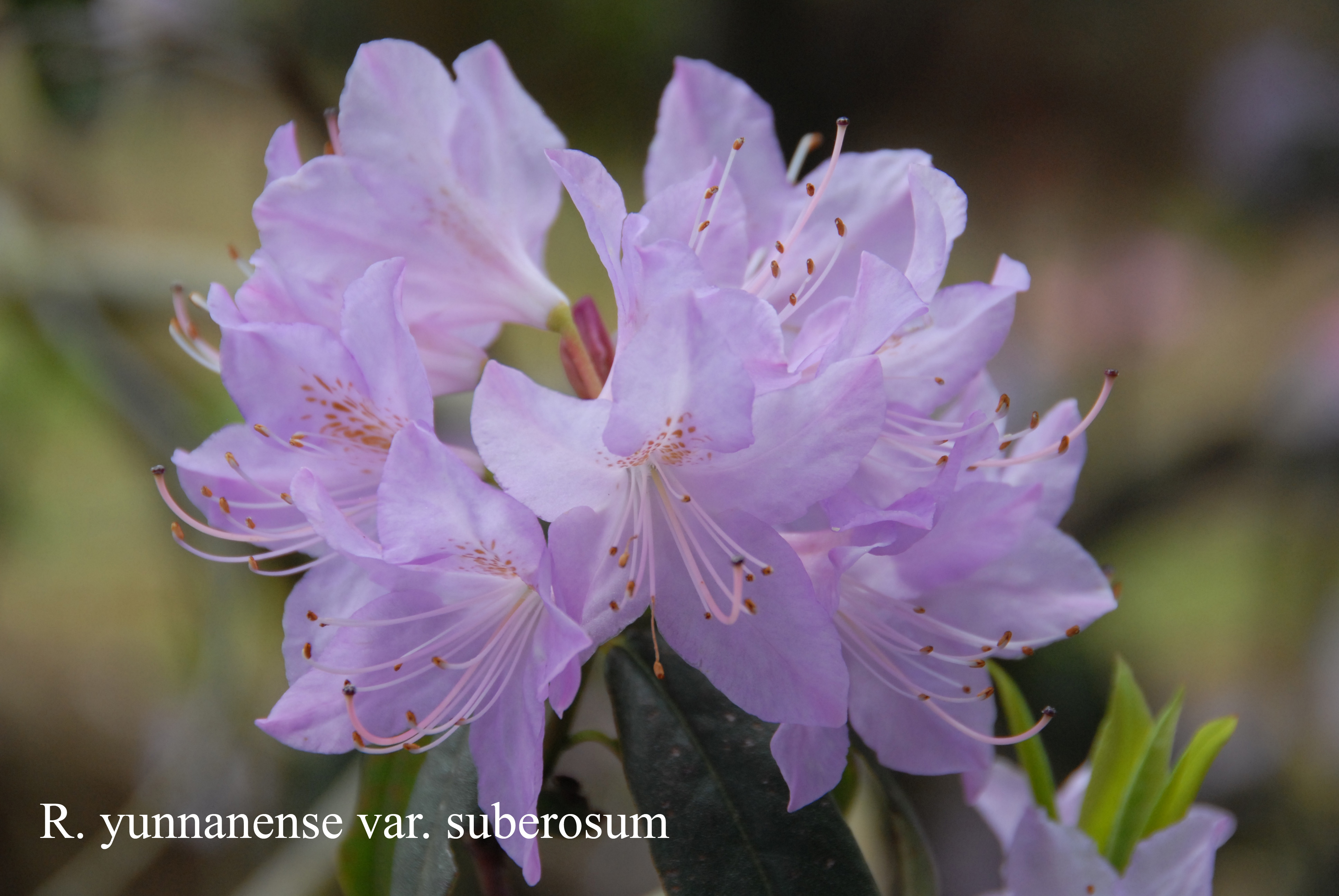 Rhododendron yunnanense photo