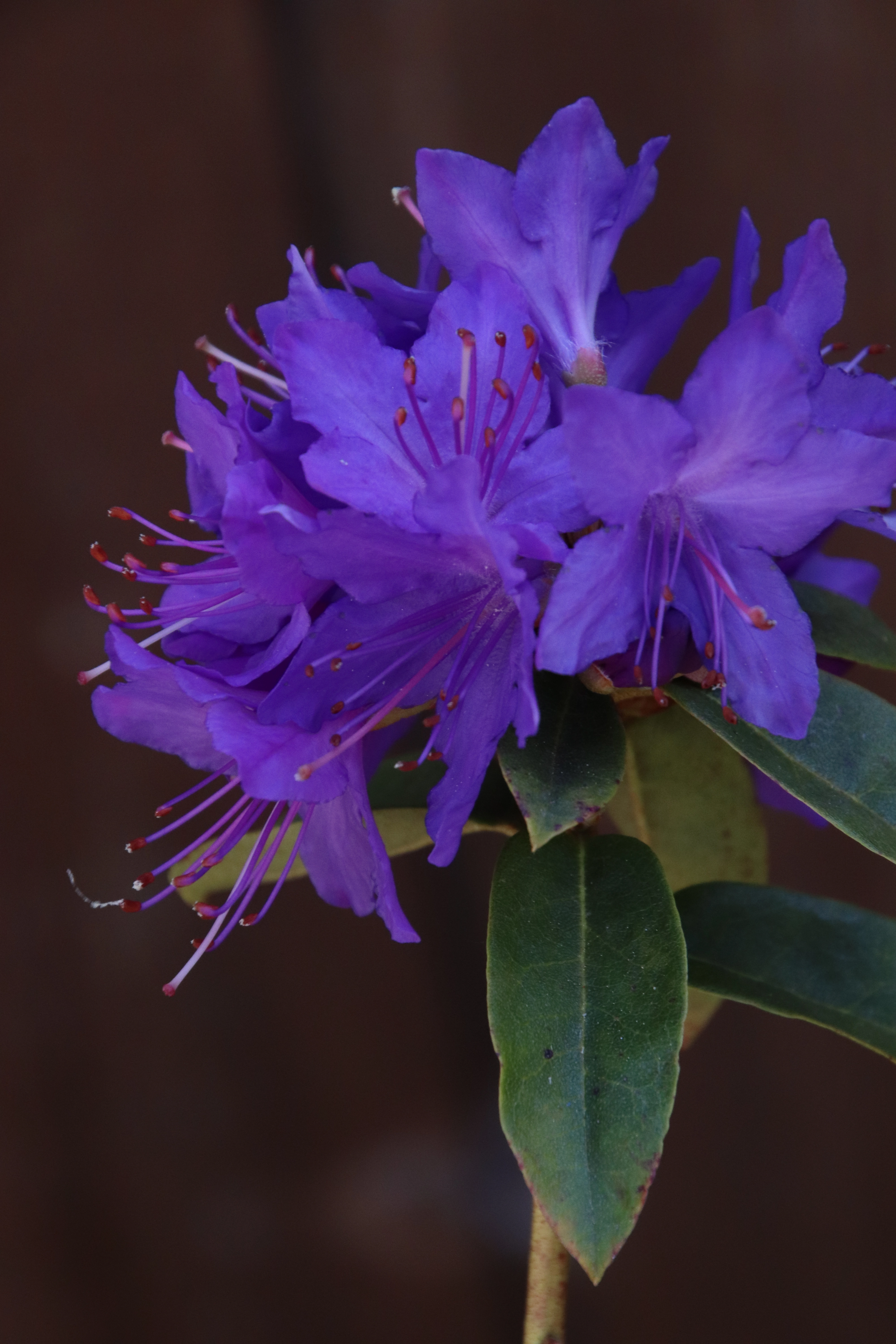 Rhododendron Ilam Violet photo