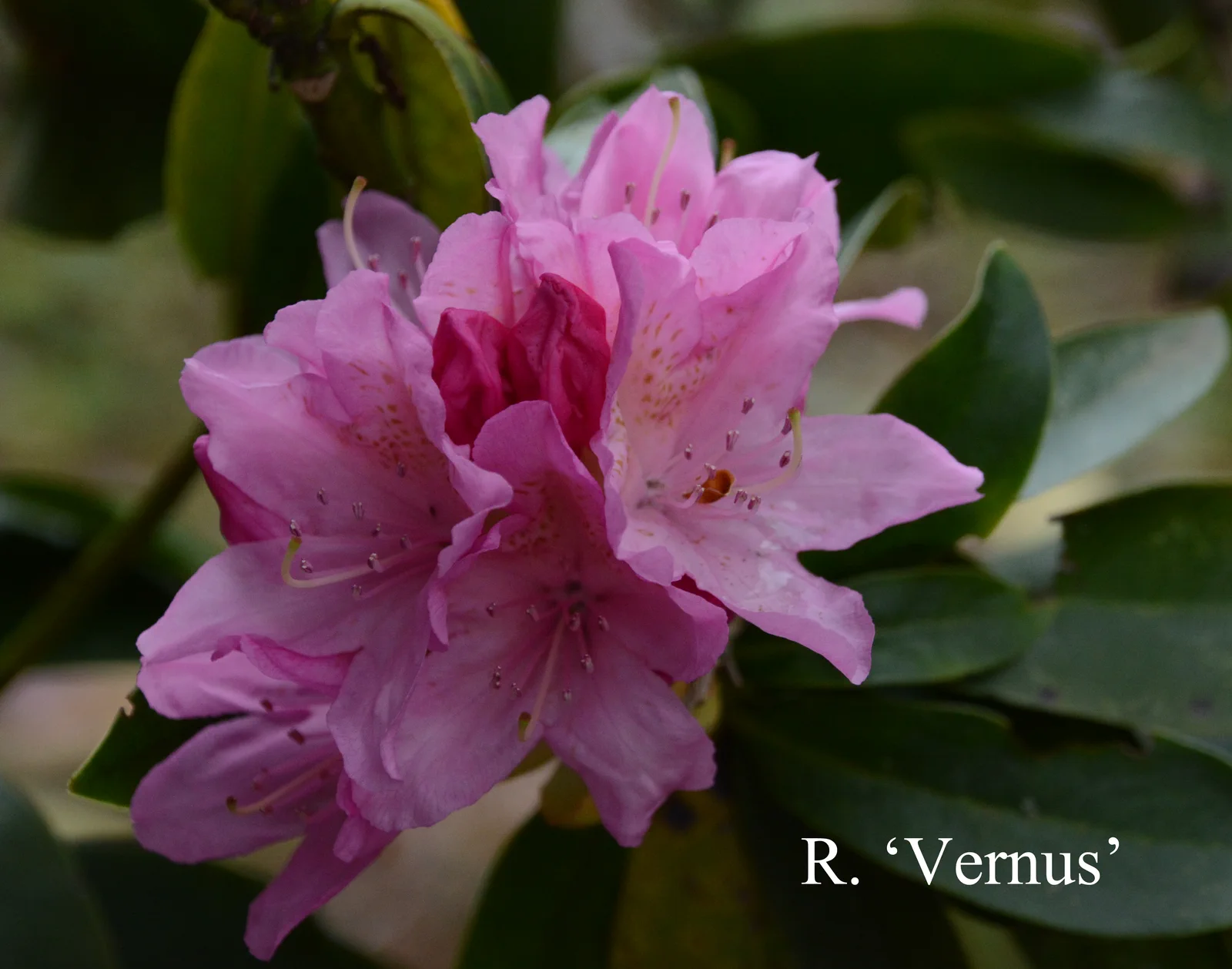 R. 'Vernum' photo of R. 'Vernum'. Location: Fearing's Farm Nursery, Abbotsford, BC, Canada. Photo by: Harold Fearing
