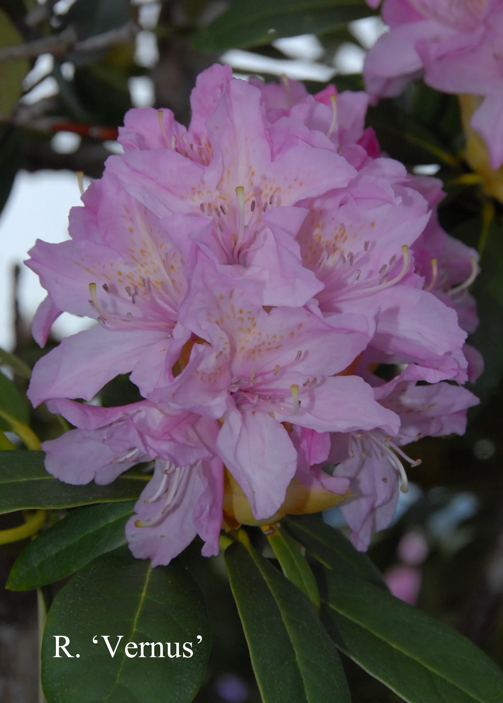 R. 'Vernum' photo of R. 'Vernum'. Location: Fearing's Farm Nursery, Abbotsford, BC, Canada. Photo by: Harold Fearing