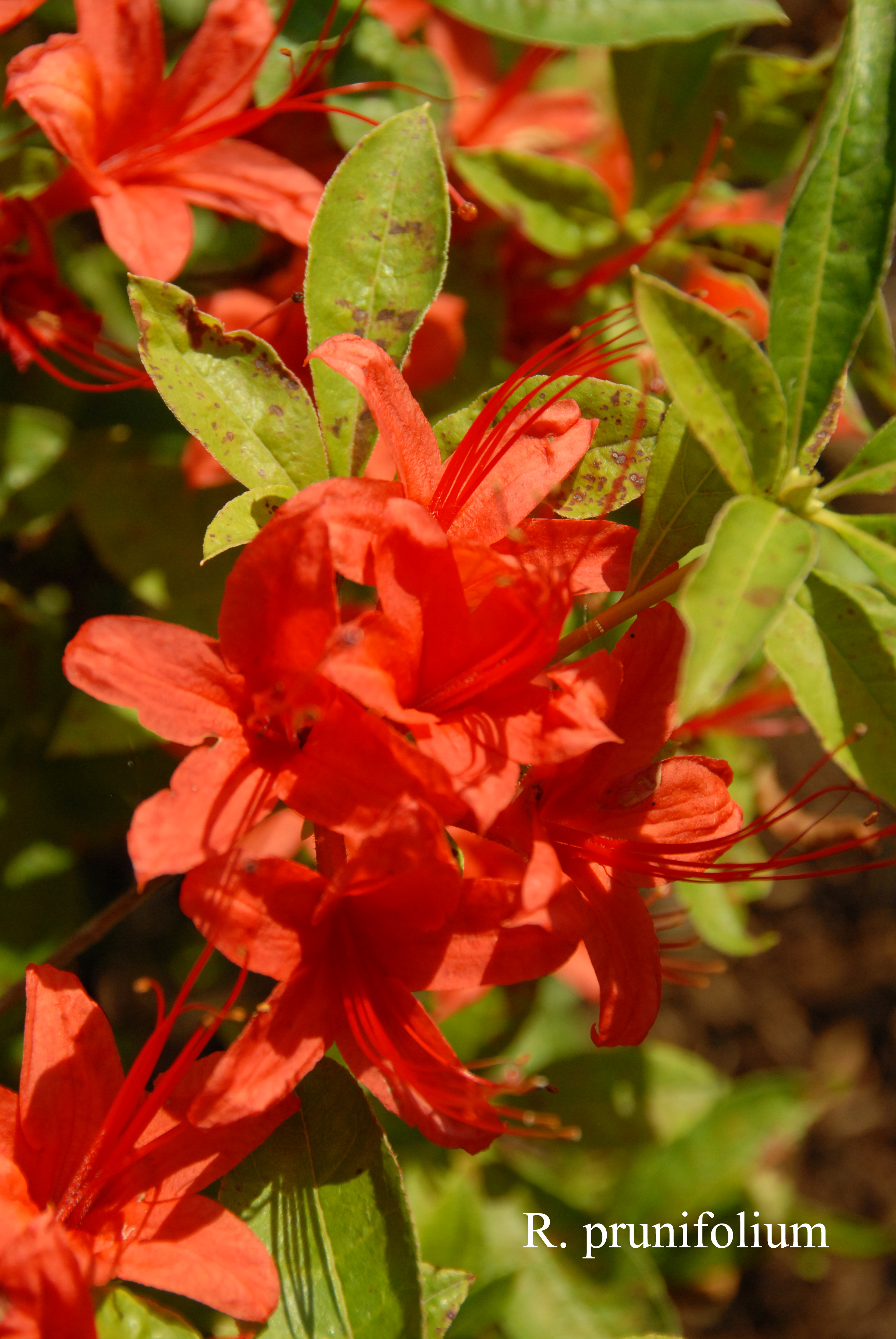 Rhododendron prunifolium photo