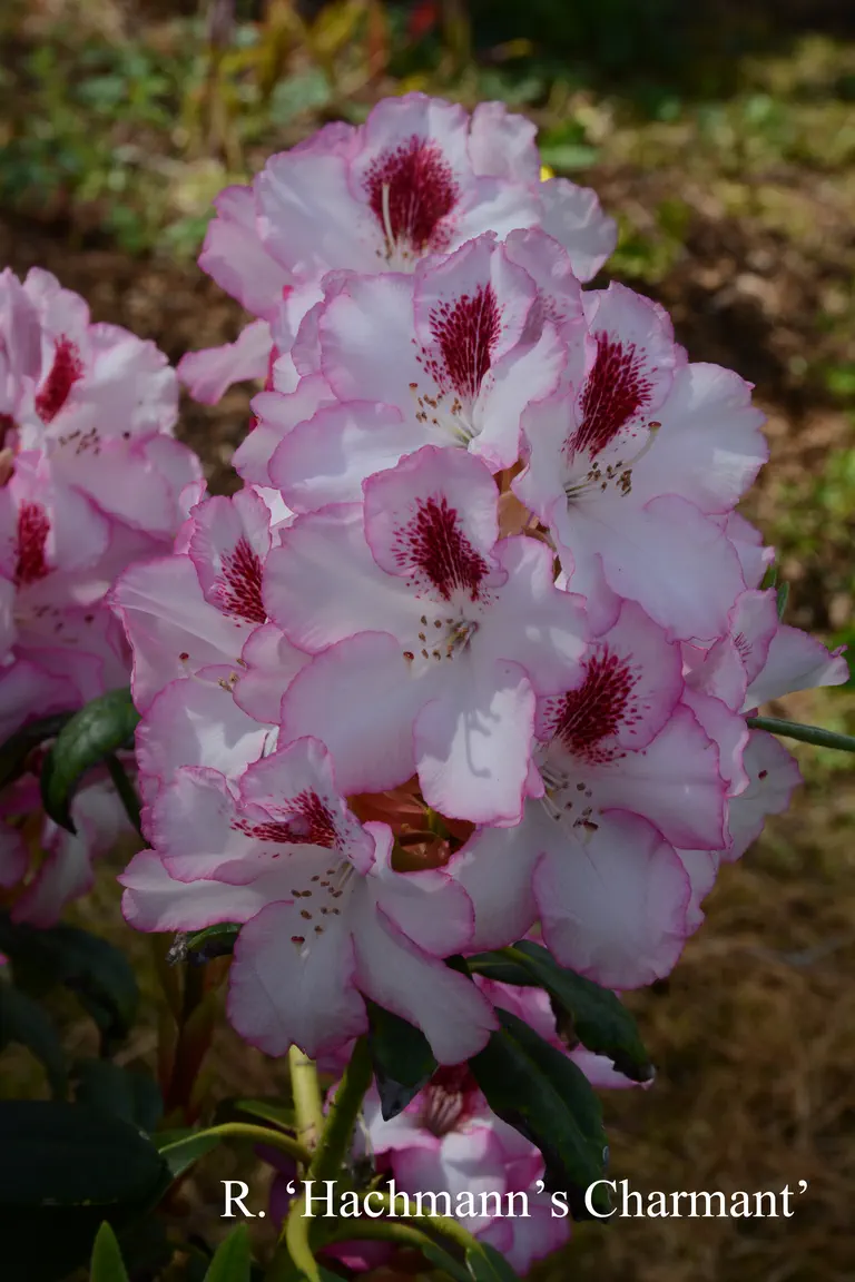 Photo of R. 'Hachmann's Charmant', Rhododendron Hybrid