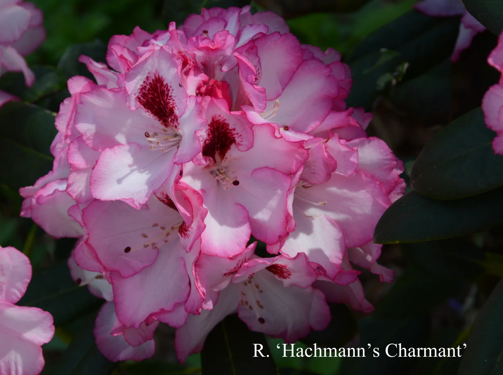 R. 'Hachmann's Charmant' photo of R. 'Hachmann's Charmant'. Location: Fearing's Farm Nursery, Abbotsford, BC, Canada. Photo by: Harold Fearing