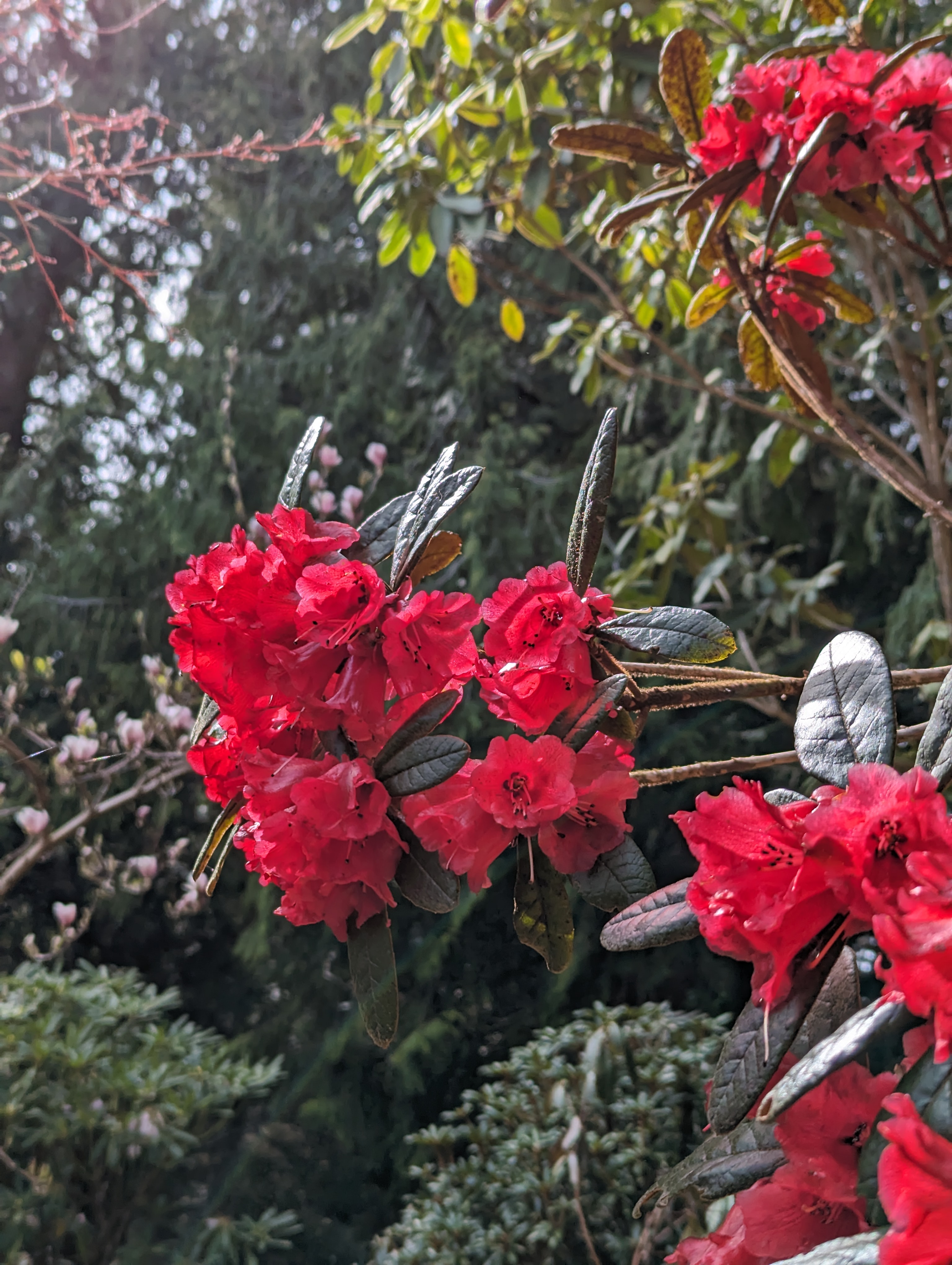 Rhododendron beanianum photo