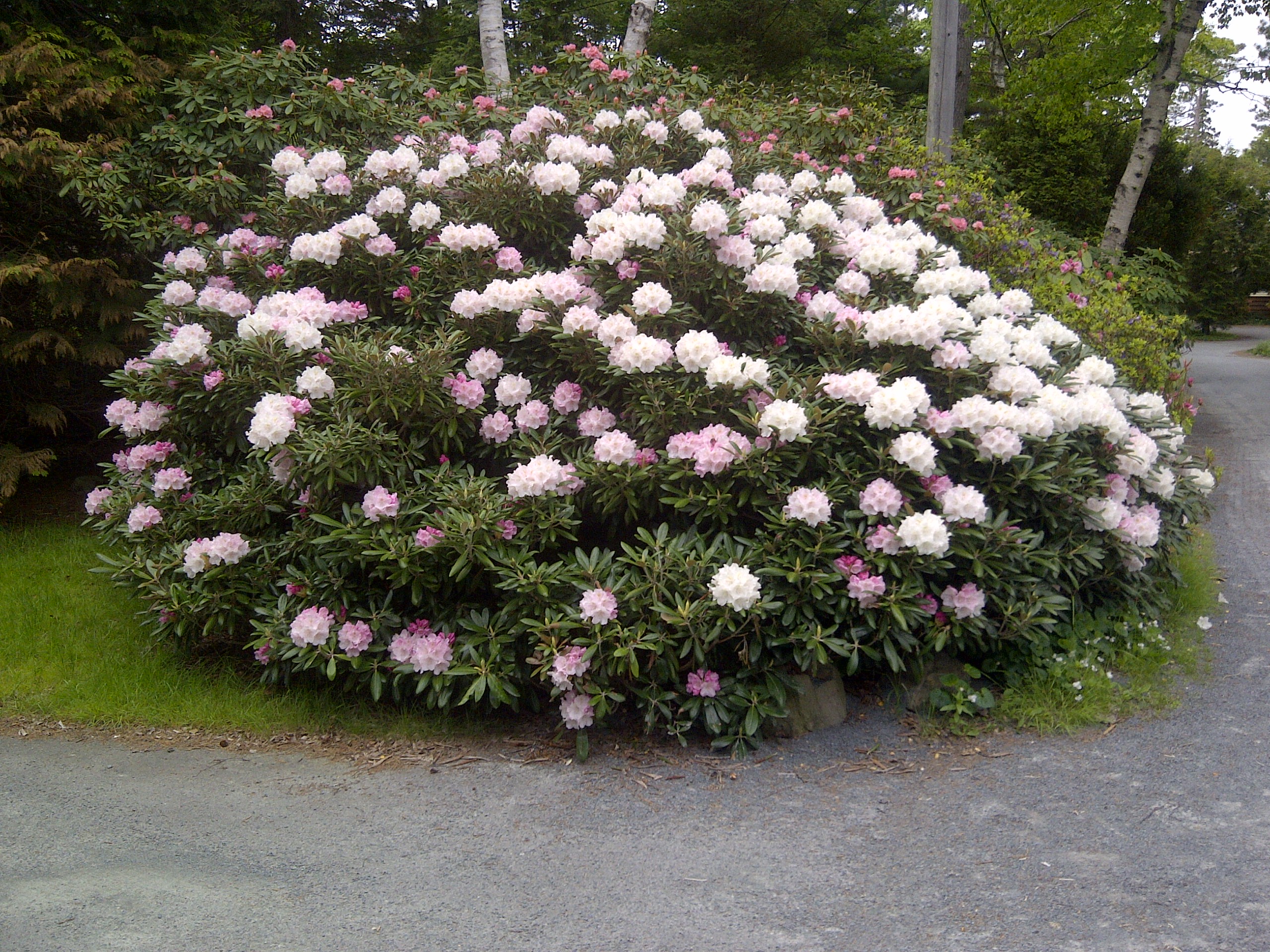 Rhododendron Mist Maiden photo