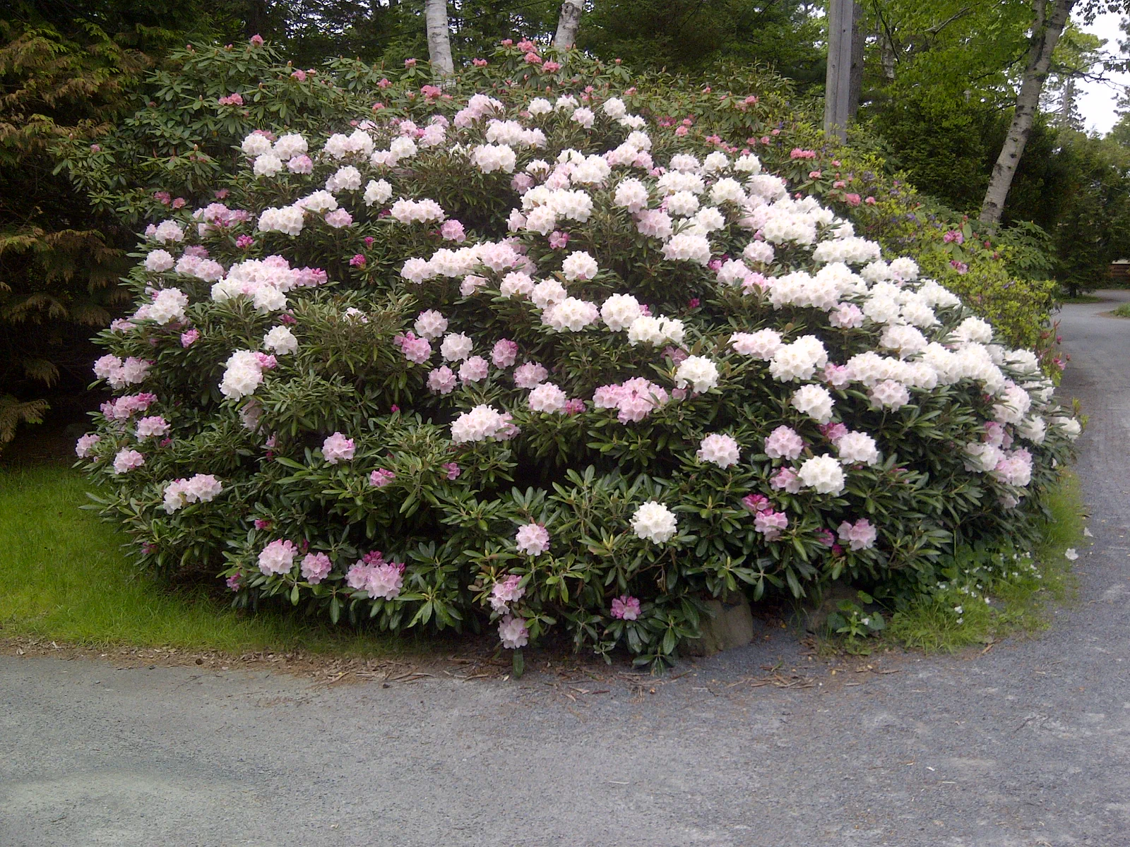 R. 'Mist Maiden' photo of R. 'Mist Maiden'. Planted in 1963 when received by Capt R.M. Steele fro David Leach.. Location: Boulderwood, Halifax, Nova Scotia. Photo by: John Weagle