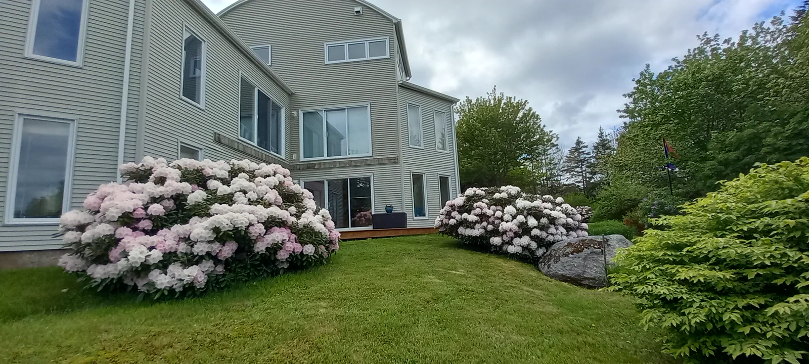 R. 'Mist Maiden' photo of R. 'Mist Maiden'. Planted about 1995 from a 4.5litre pot.. Location: Halibut Bay, Nova Scotia. Photo by: John Weagle