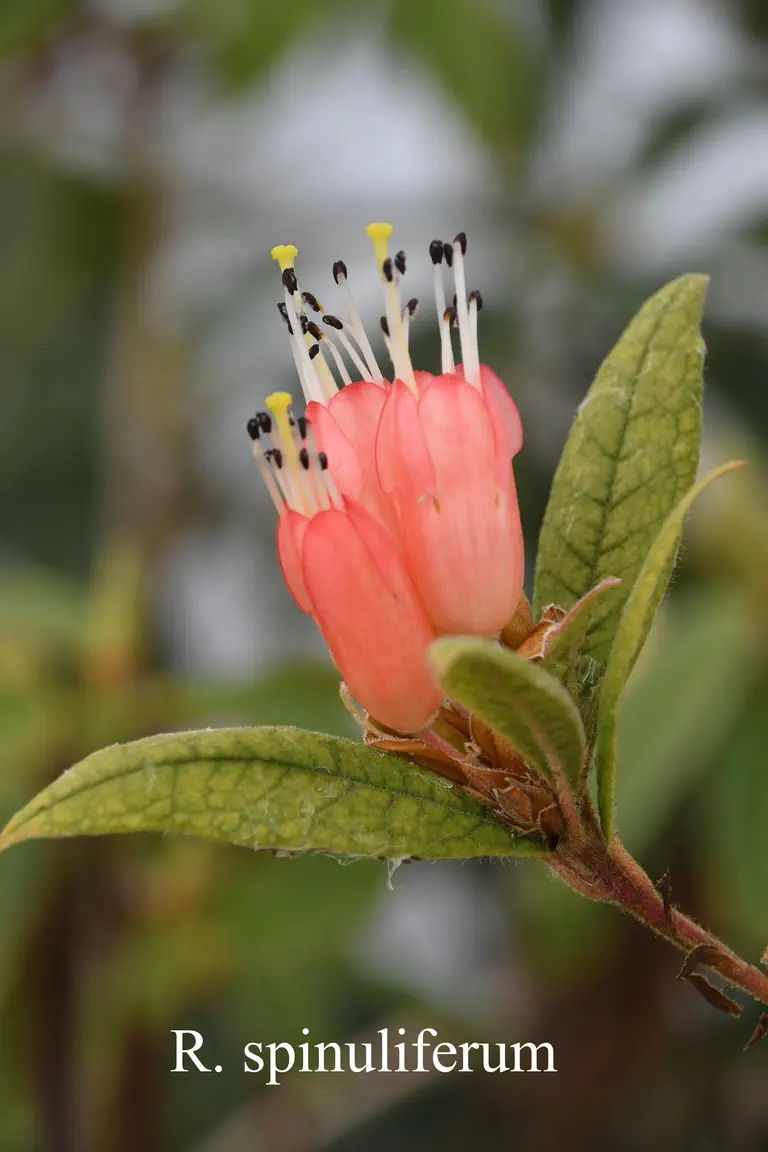 Photo of R. spinuliferum, Species