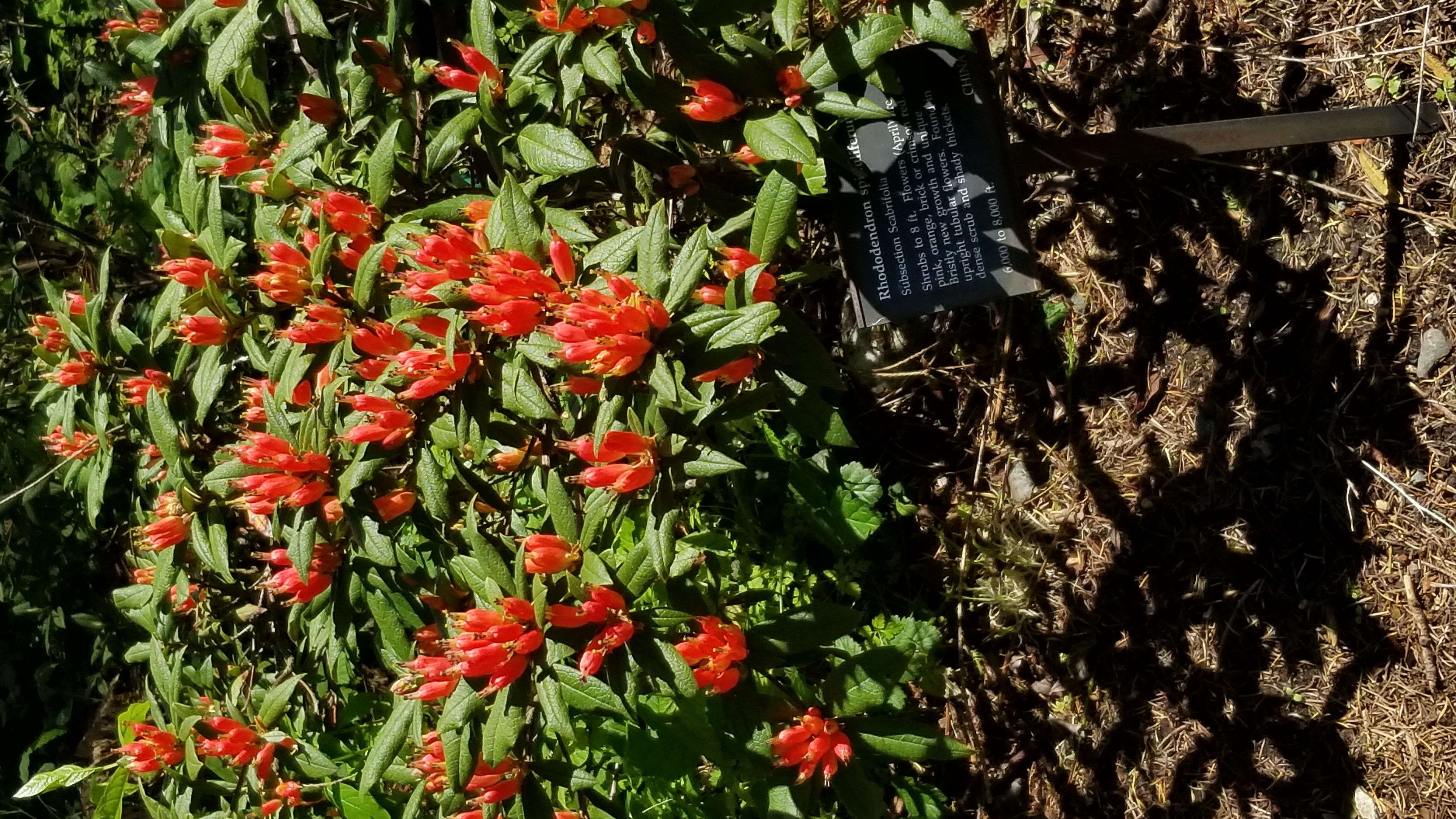 Rhododendron spinuliferum photo