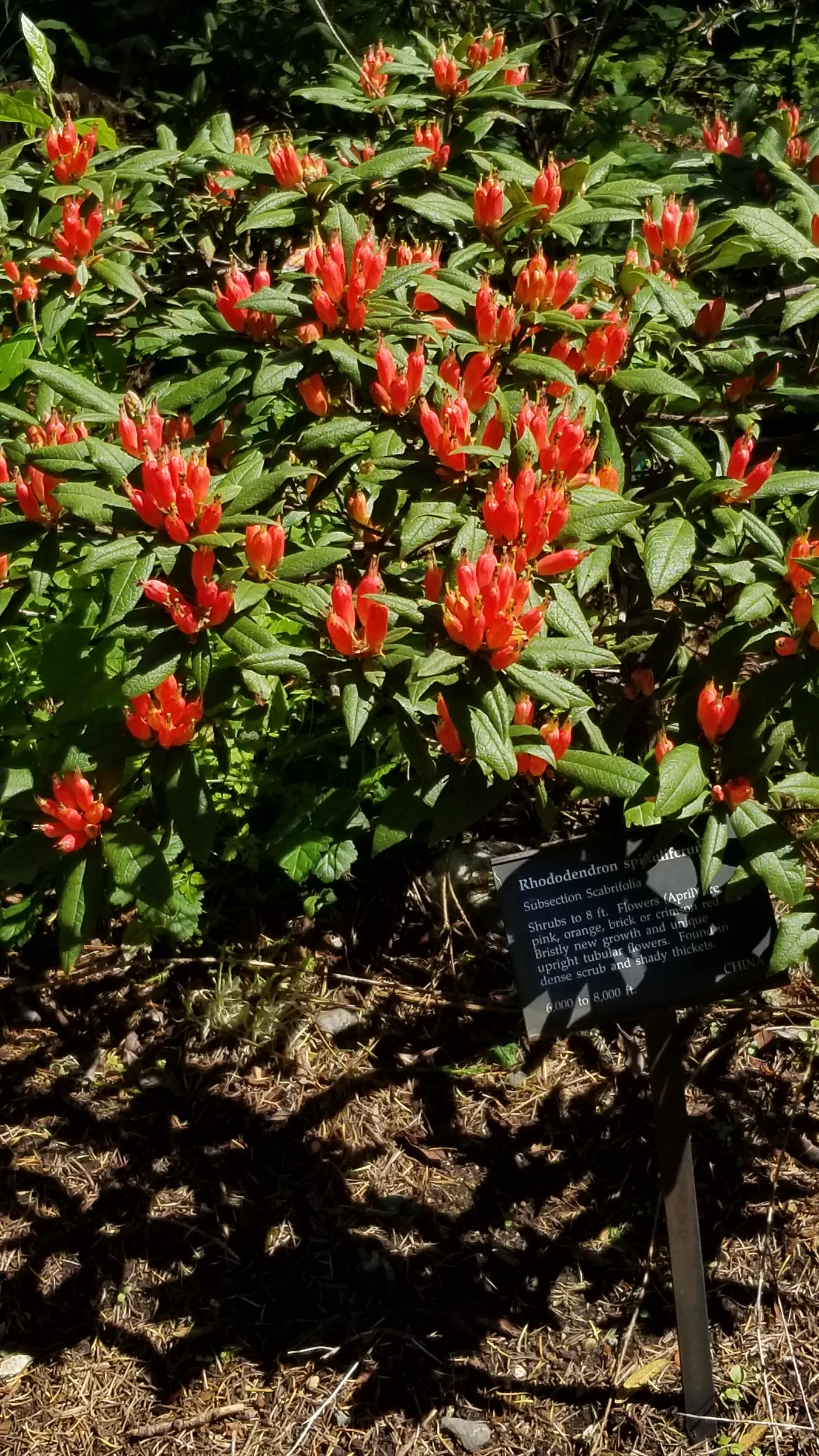 R. spinuliferum photo of R. spinuliferum. R. spinuliferum flowers on a 6 ft shrub.. Location: Rhododendron Species Botanical Garden. Photo by: Thatrhodylady
