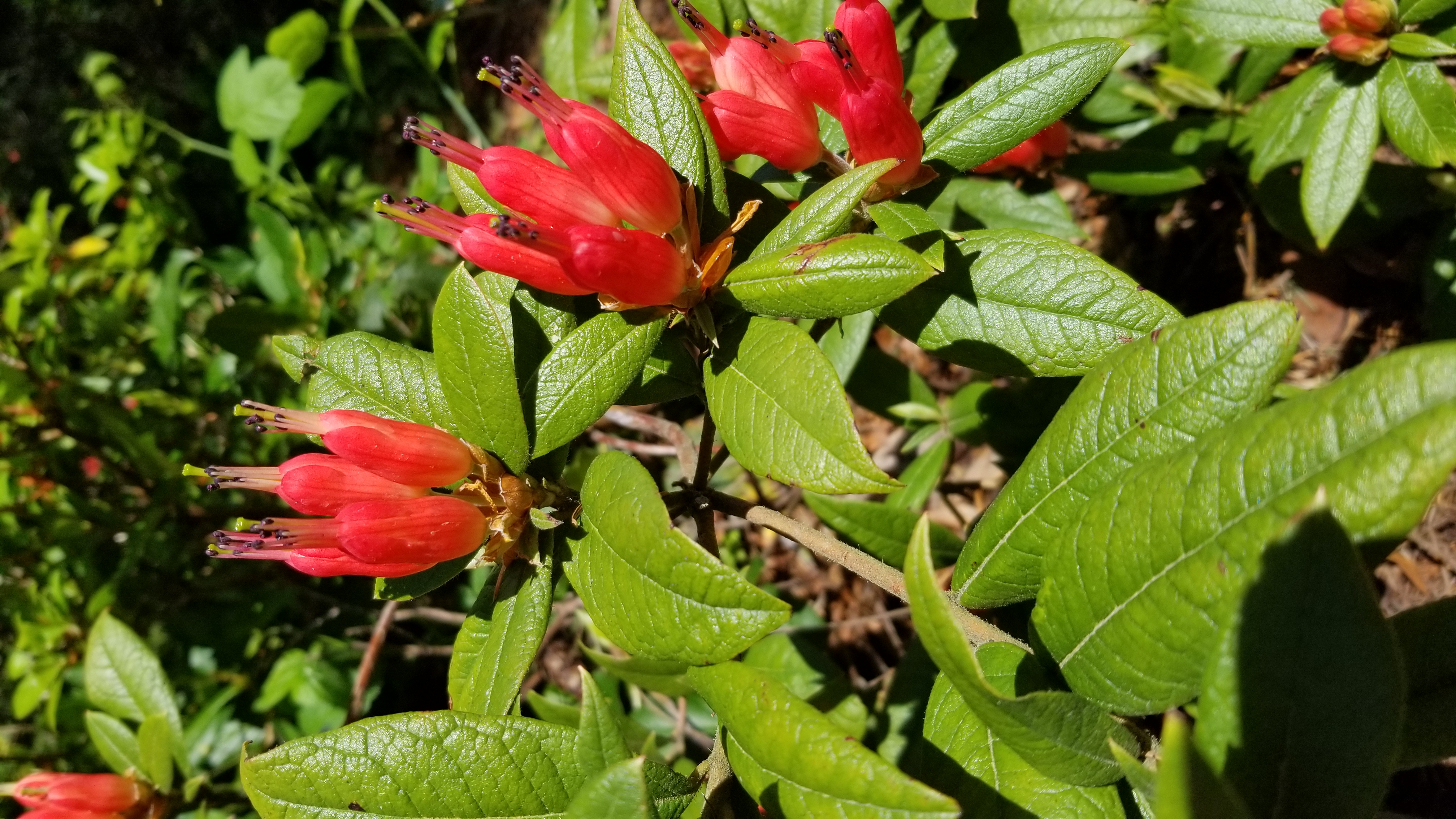 Rhododendron spinuliferum photo