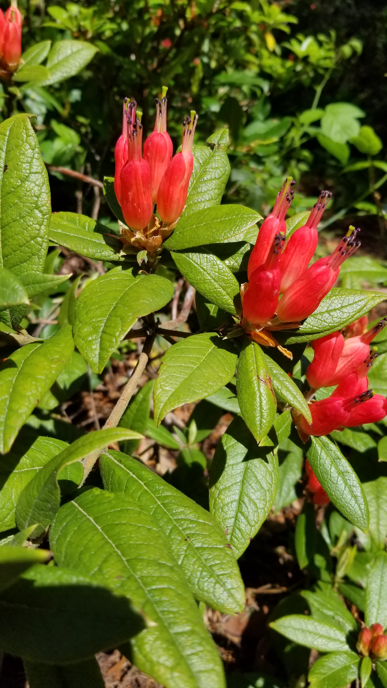 R. spinuliferum photo of R. spinuliferum. R. spinuliferum flowers and leaves.. Location: Rhododendron Species Botanical Garden. Photo by: Thatrhodylady
