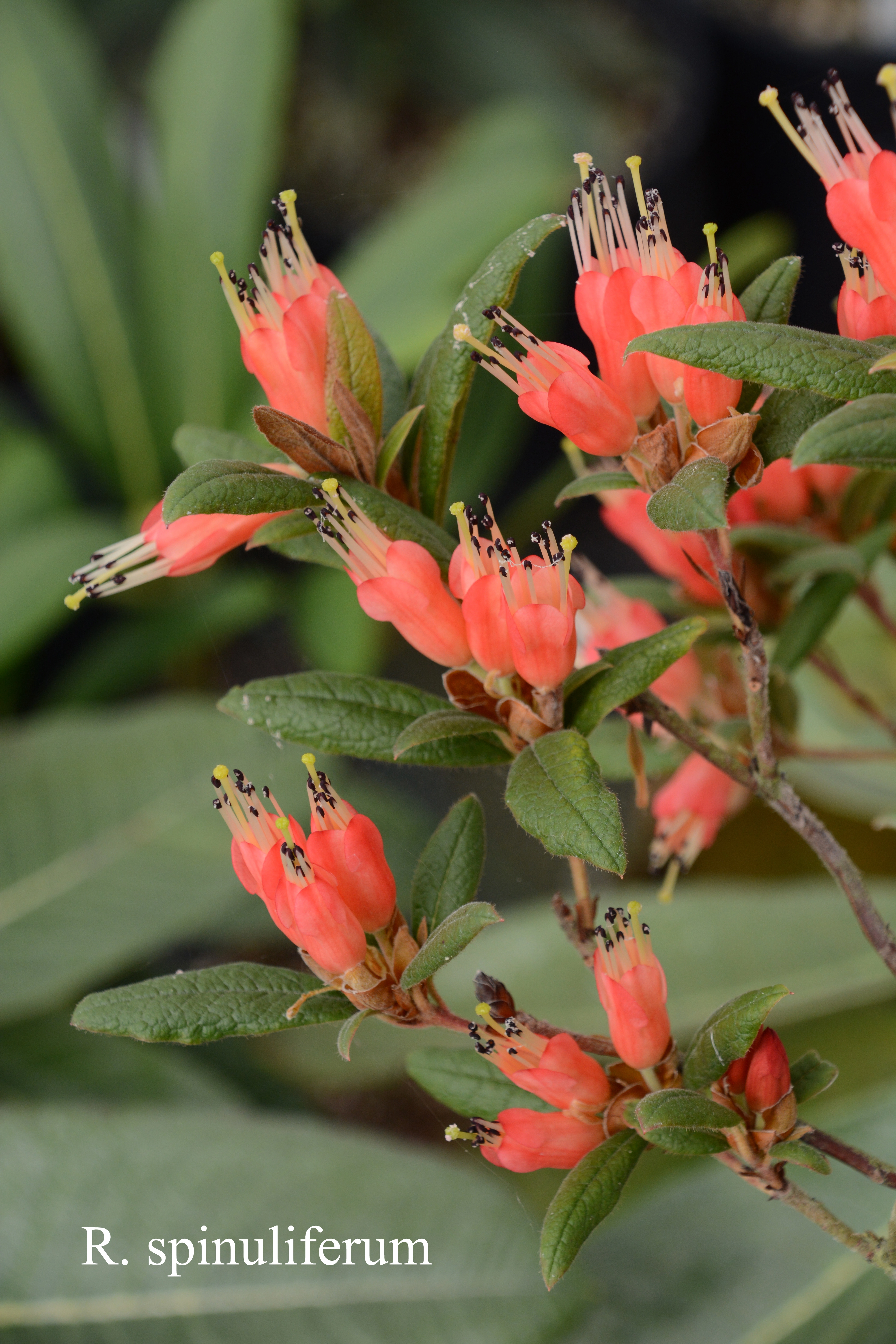 Rhododendron spinuliferum photo