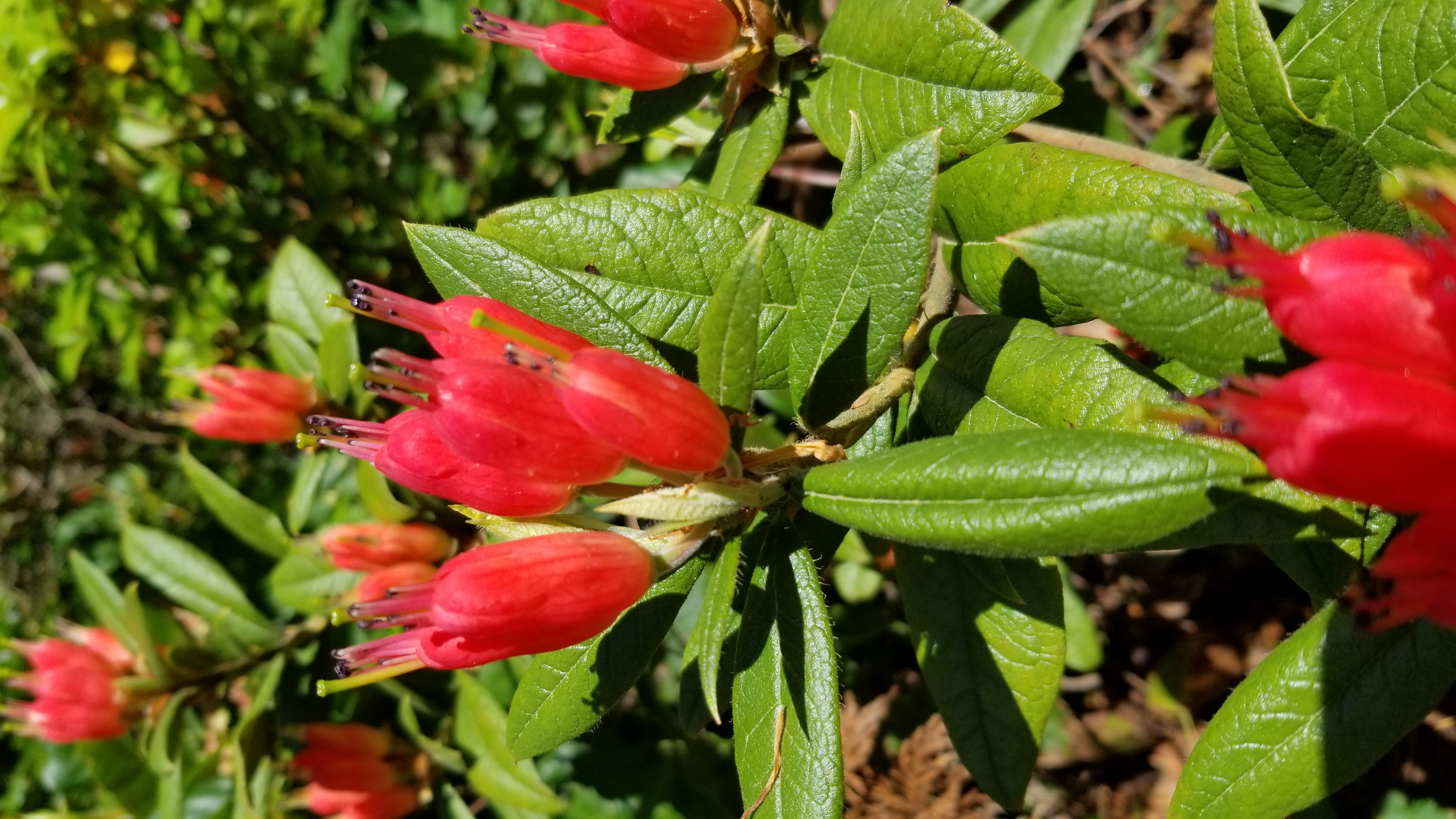 Rhododendron spinuliferum photo
