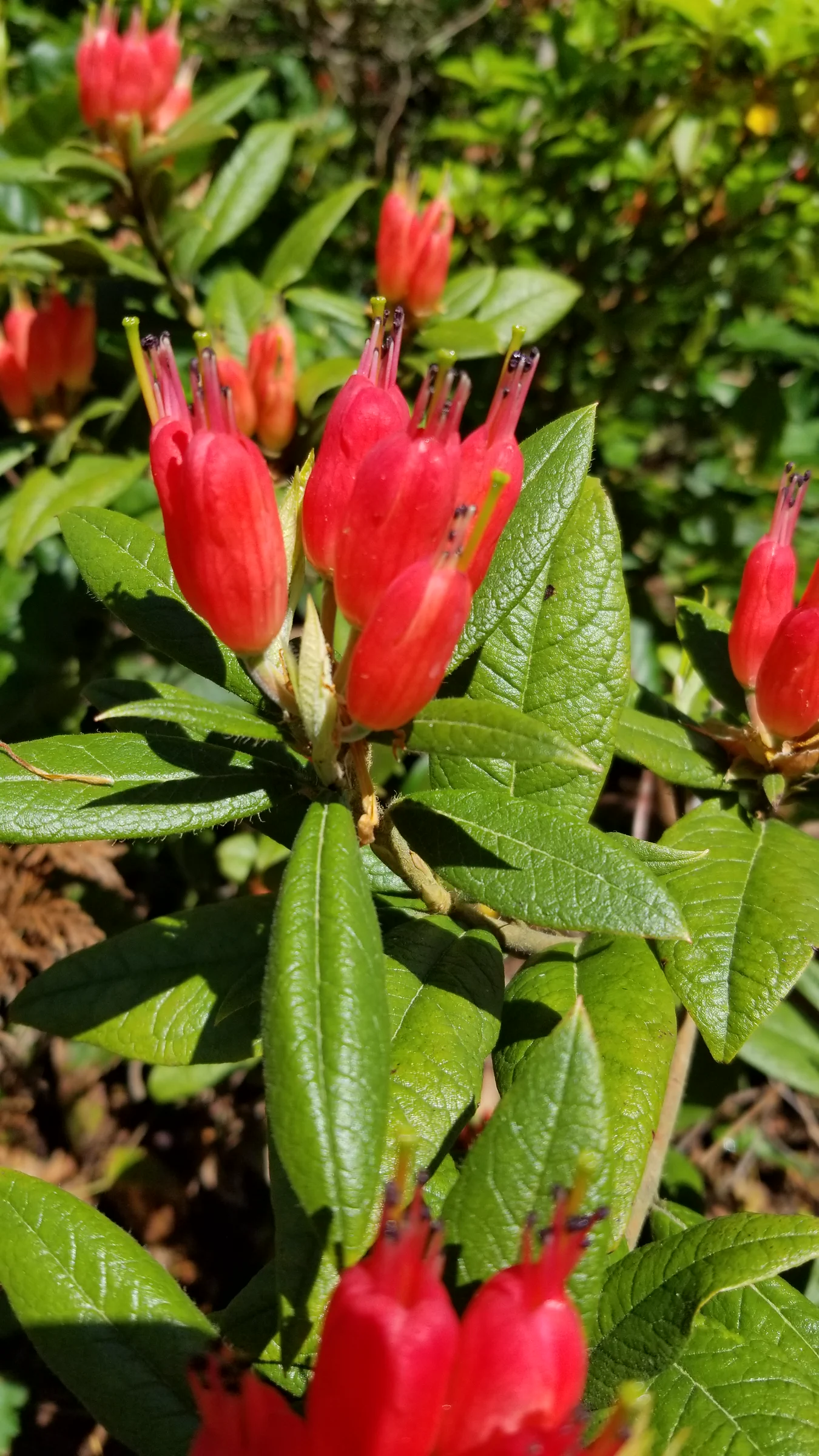 R. spinuliferum photo of R. spinuliferum. R. spinuliferum unique flower shape and leaves.. Location: Rhododendron Species Botanical Garden. Photo by: Thatrhodylady