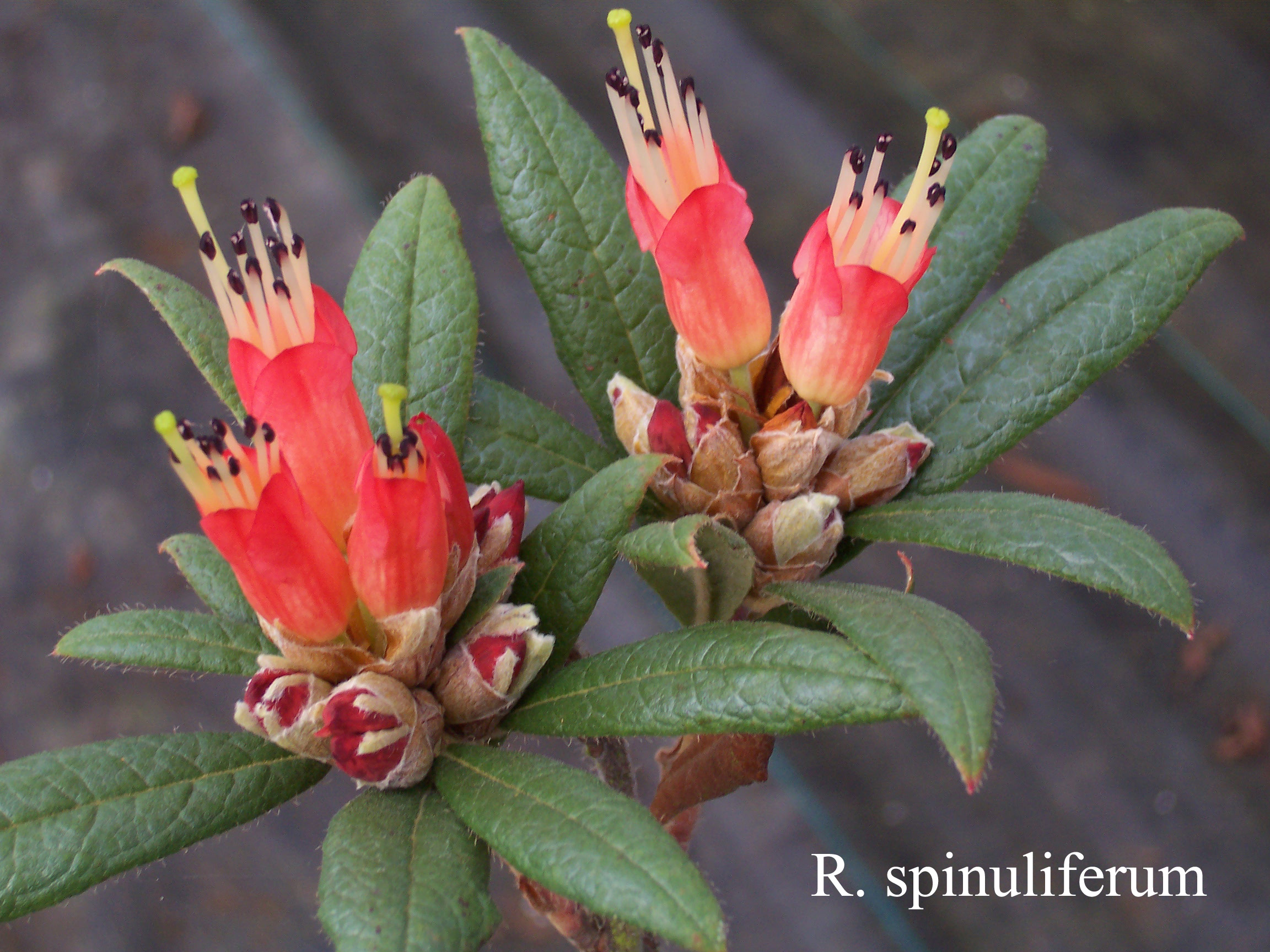Rhododendron spinuliferum photo