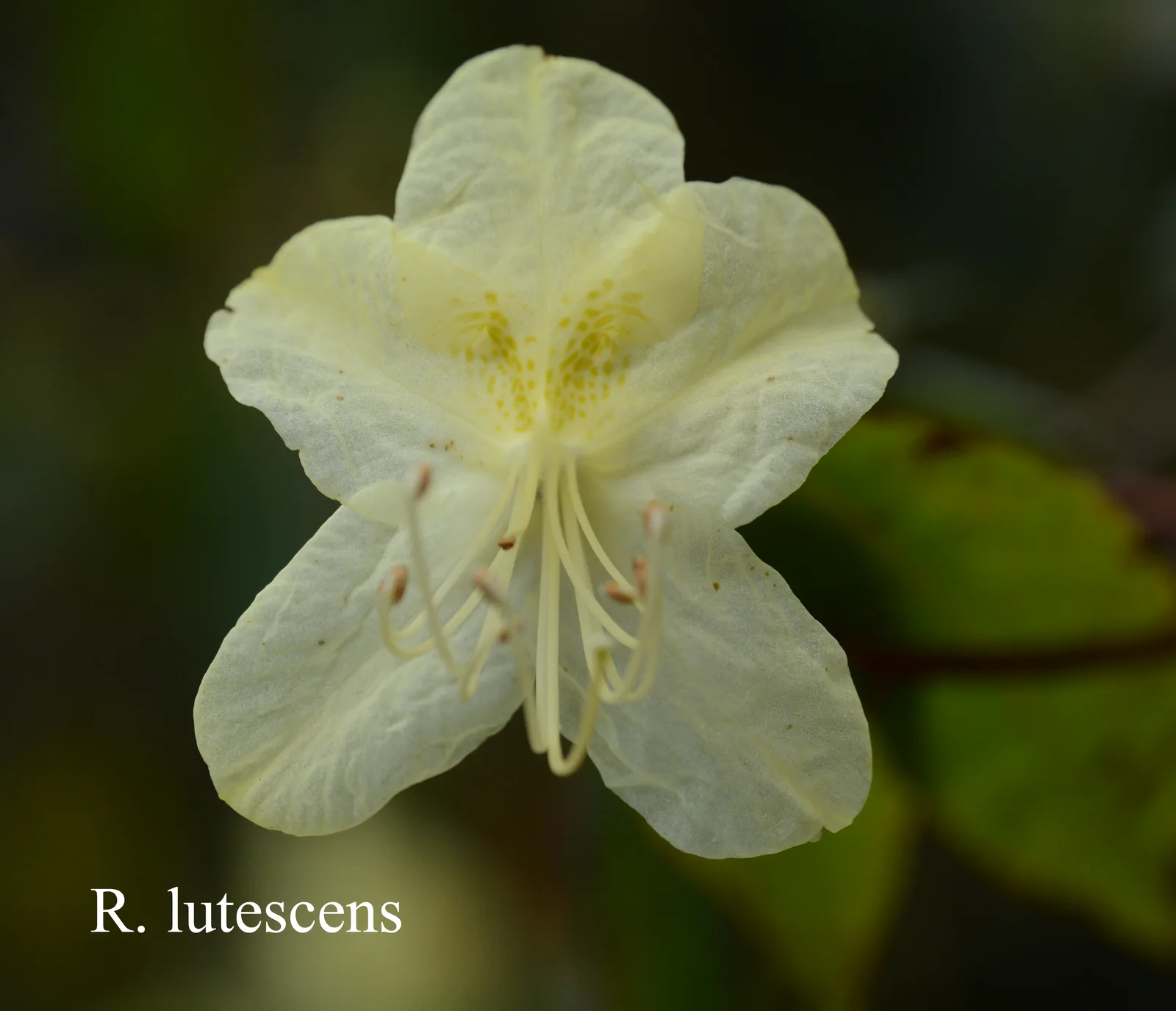 R. lutescens photo of R. lutescens. Location: Fearing's Farm Nursery, Abbotsford, BC, Canada. Photo by: Harold Fearing