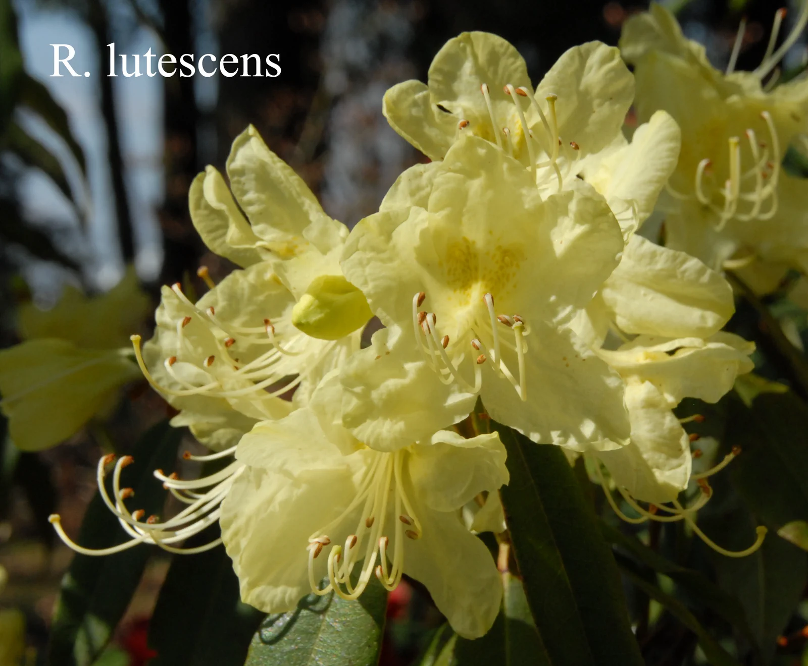 R. lutescens photo of R. lutescens. Location: Fearing's Farm Nursery, Abbotsford, BC, Canada. Photo by: Harold Fearing