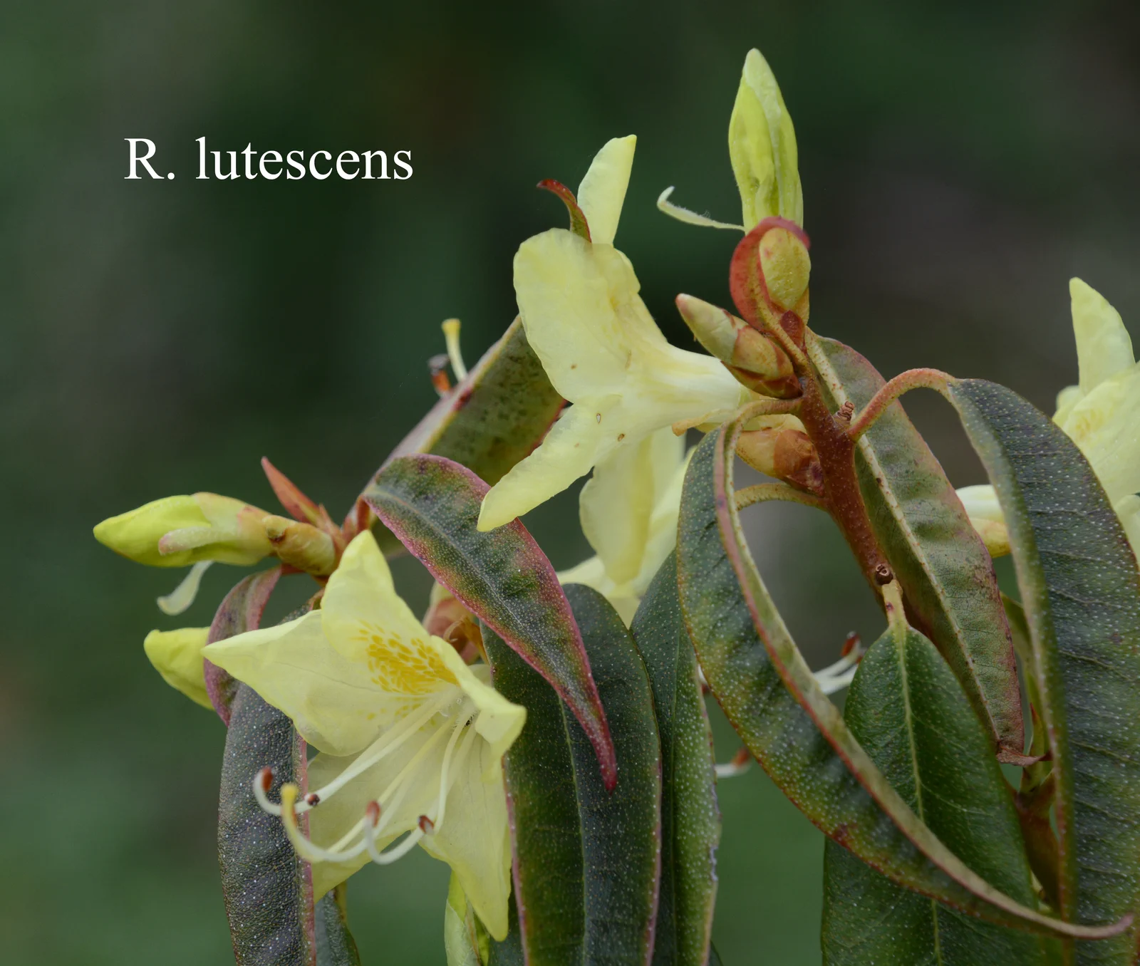 R. lutescens photo of R. lutescens. Location: Fearing's Farm Nursery, Abbotsford, BC, Canada. Photo by: Harold Fearing