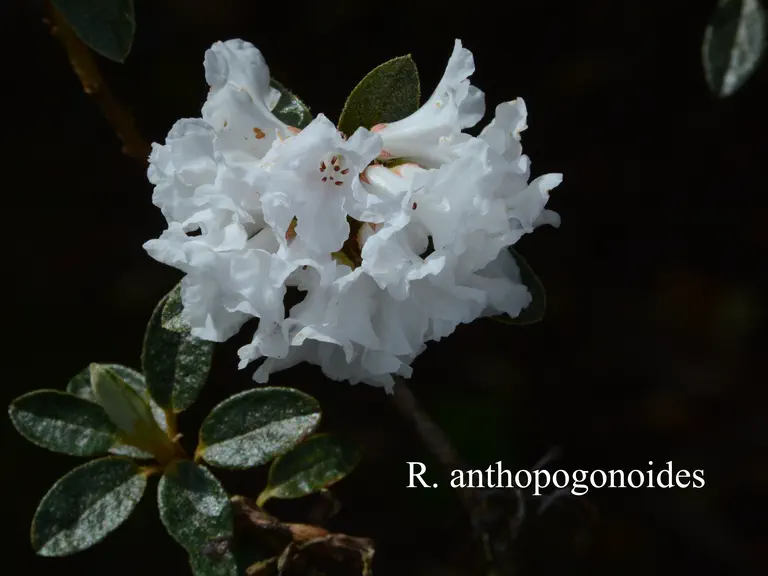 Photo of R. anthopogonoides, Species