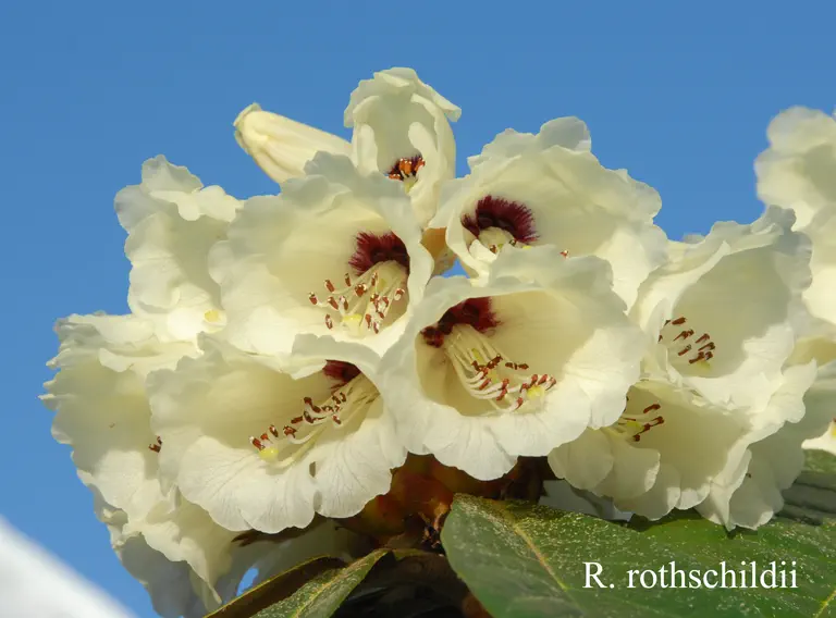 Photo of R. rothschildii, Species