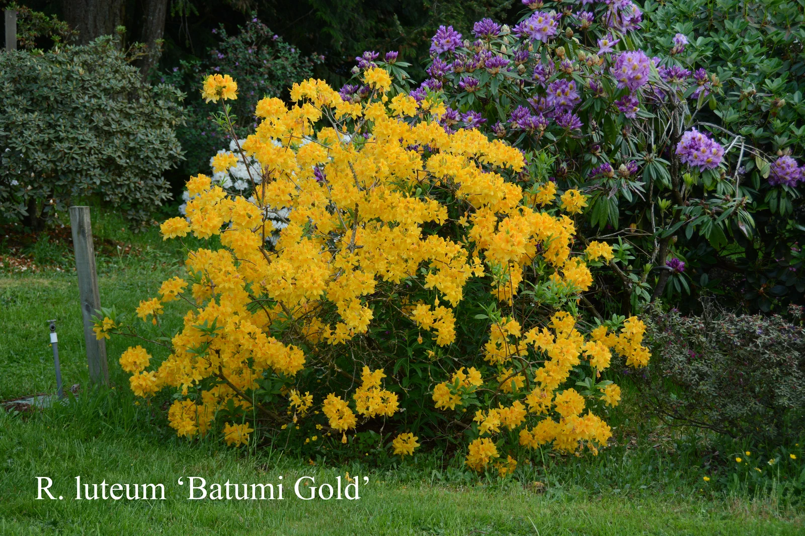 R. luteum 'Batumi Gold' photo of R. luteum 'Batumi Gold'. Location: Fearing's Farm Nursery, Abbotsford, BC, Canada. Photo by: Harold Fearing