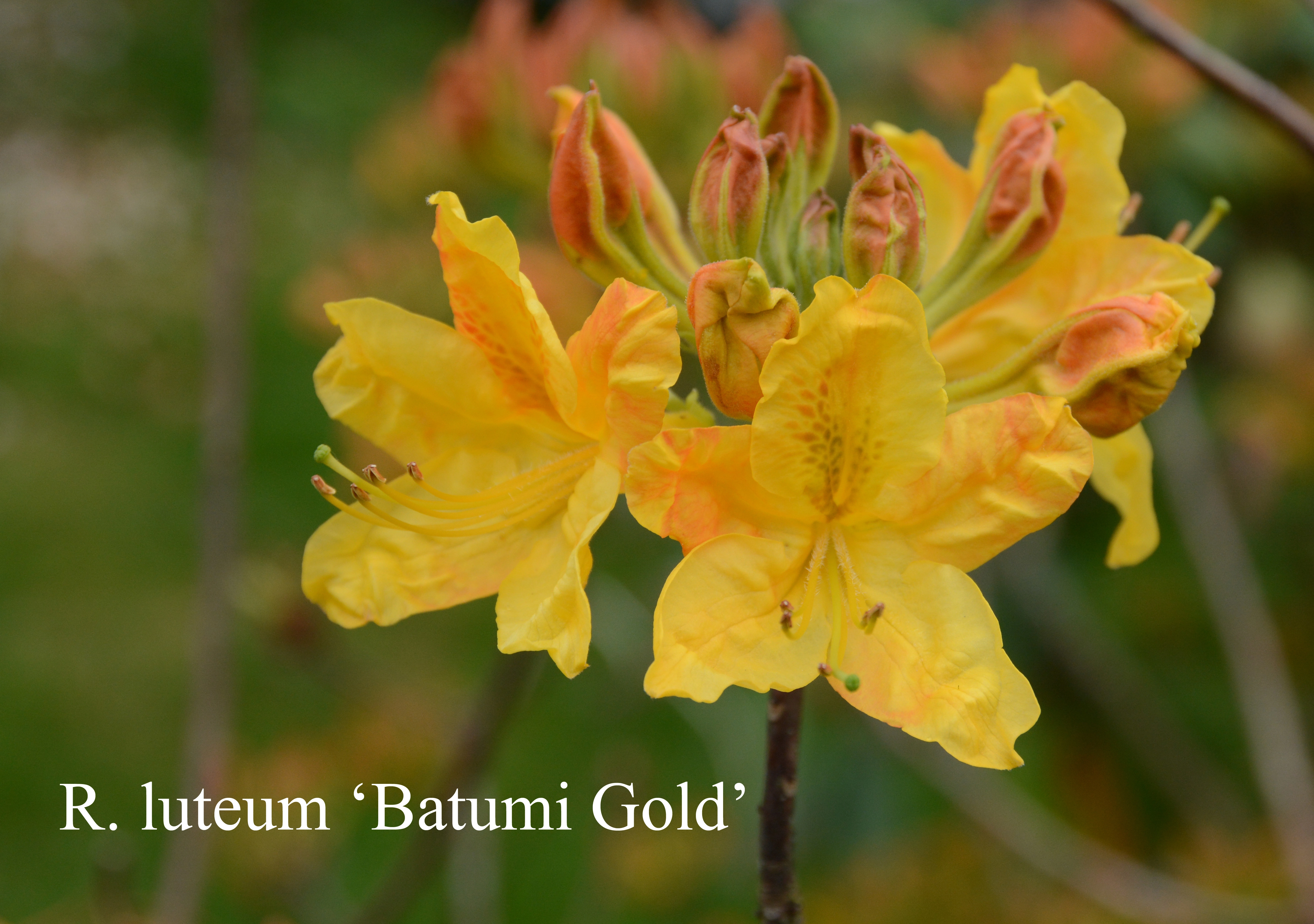 Rhododendron Batumi Gold photo