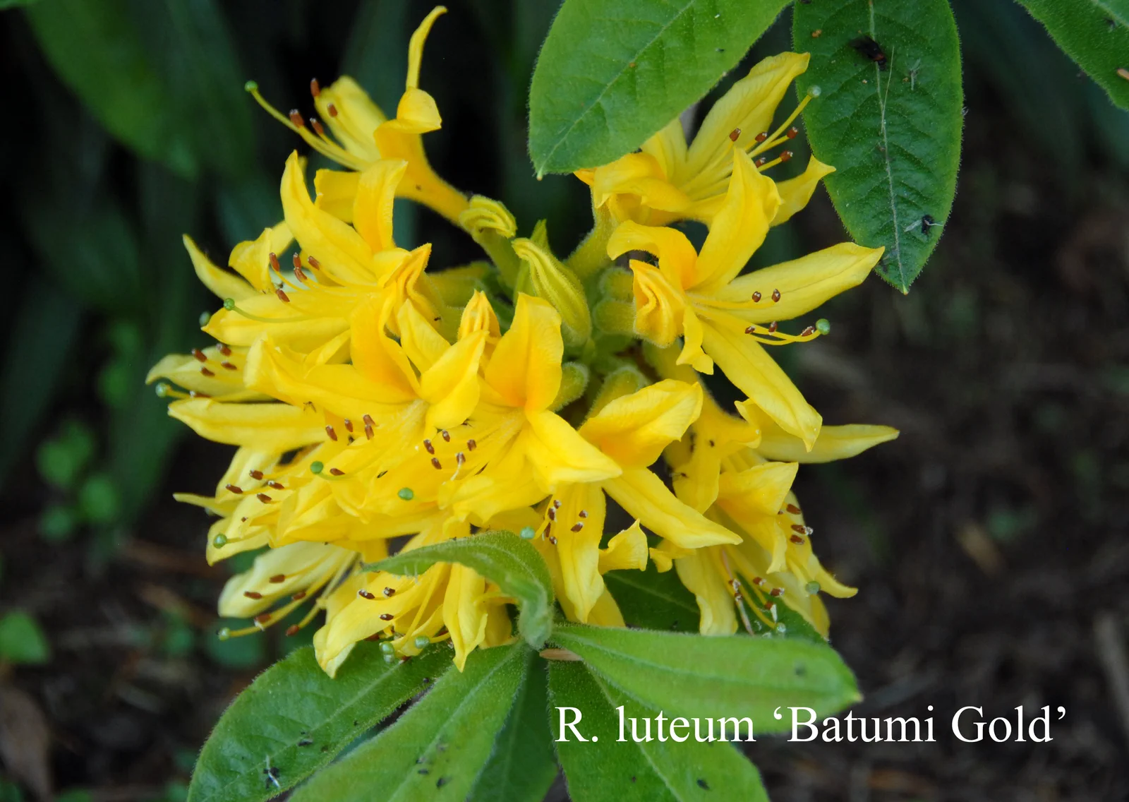R. luteum 'Batumi Gold' photo of R. luteum 'Batumi Gold'. Location: Fearing's Farm Nursery, Abbotsford, BC, Canada. Photo by: Harold Fearing