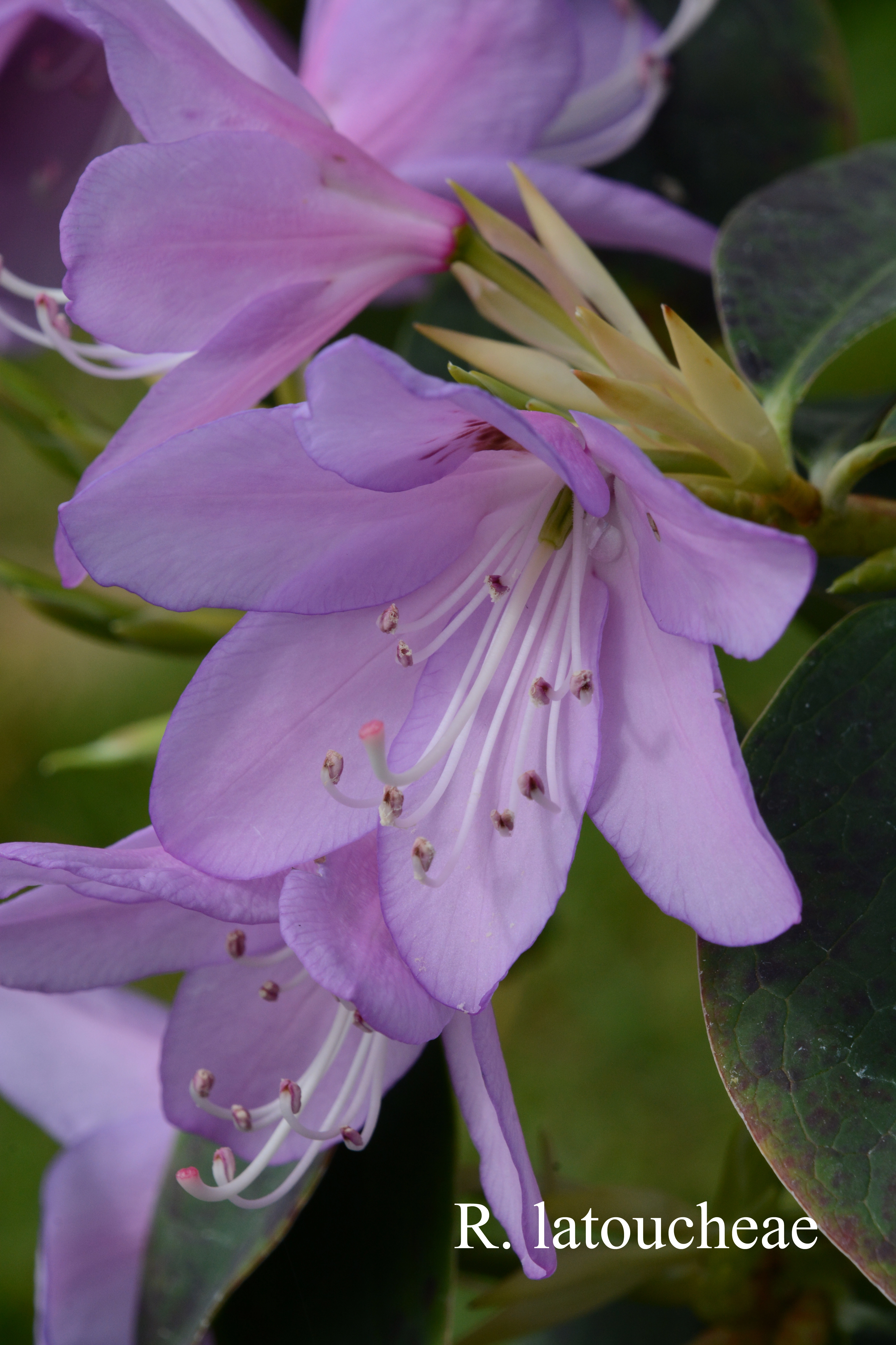 Rhododendron latoucheae var latoucheae photo