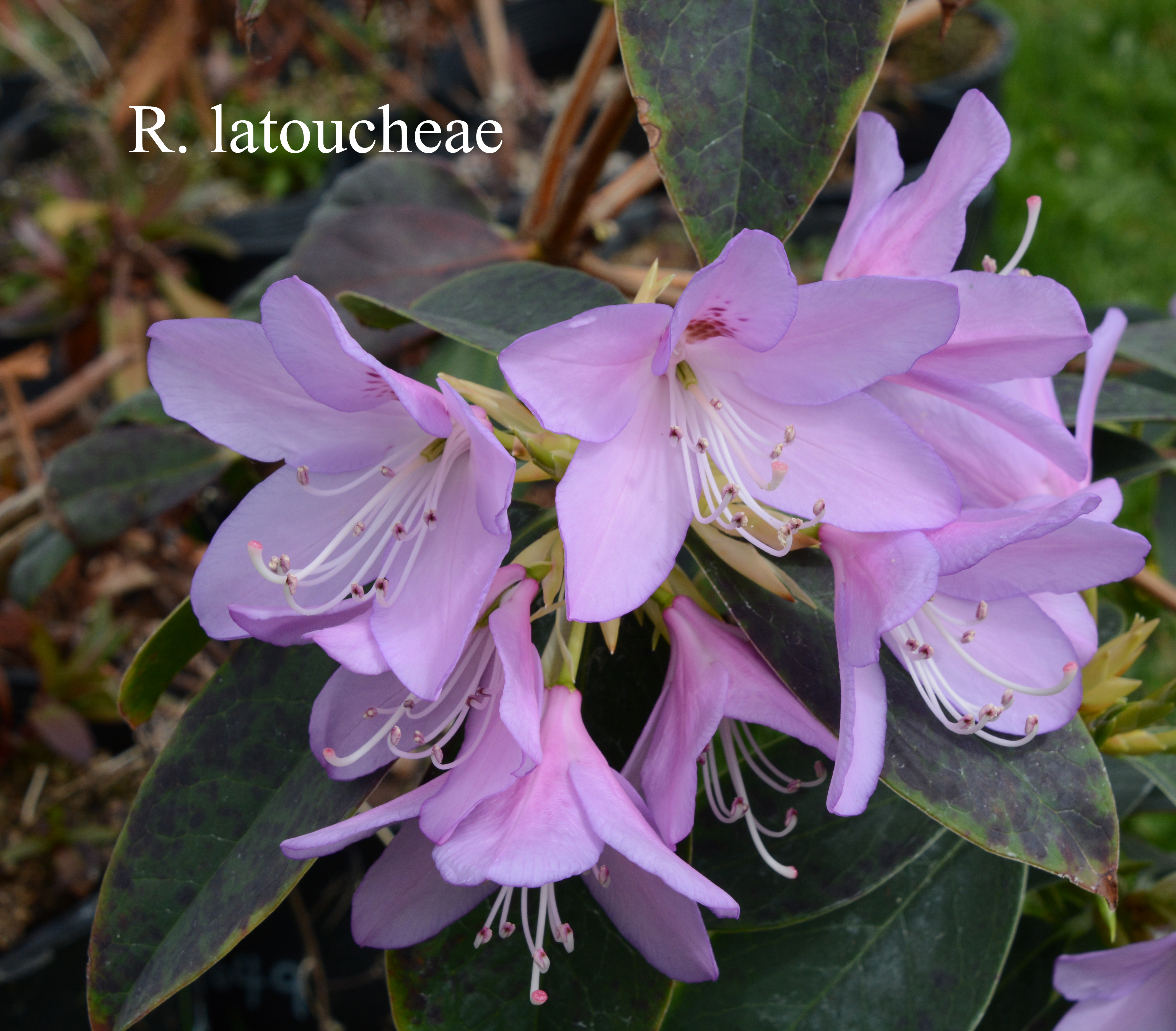 Rhododendron latoucheae var latoucheae photo
