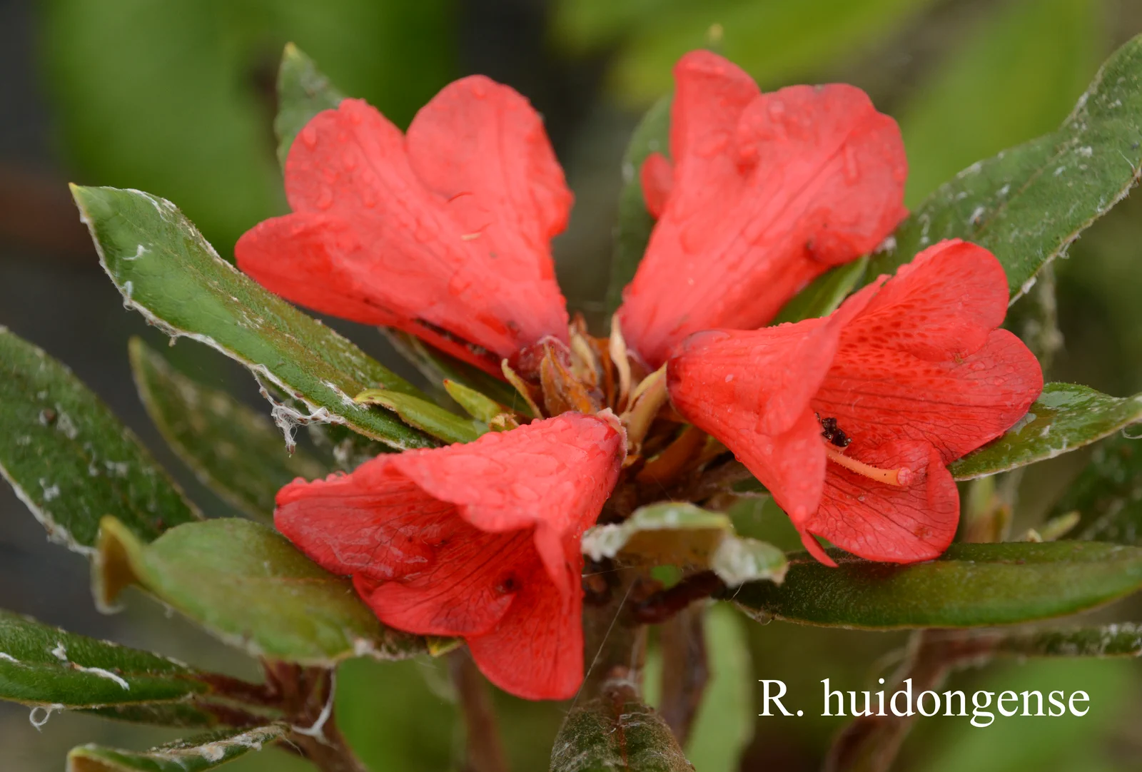R. huidongense photo of R. huidongense. Location: Fearing's Farm Nursery, Abbotsford, BC, Canada. Photo by: Harold Fearing