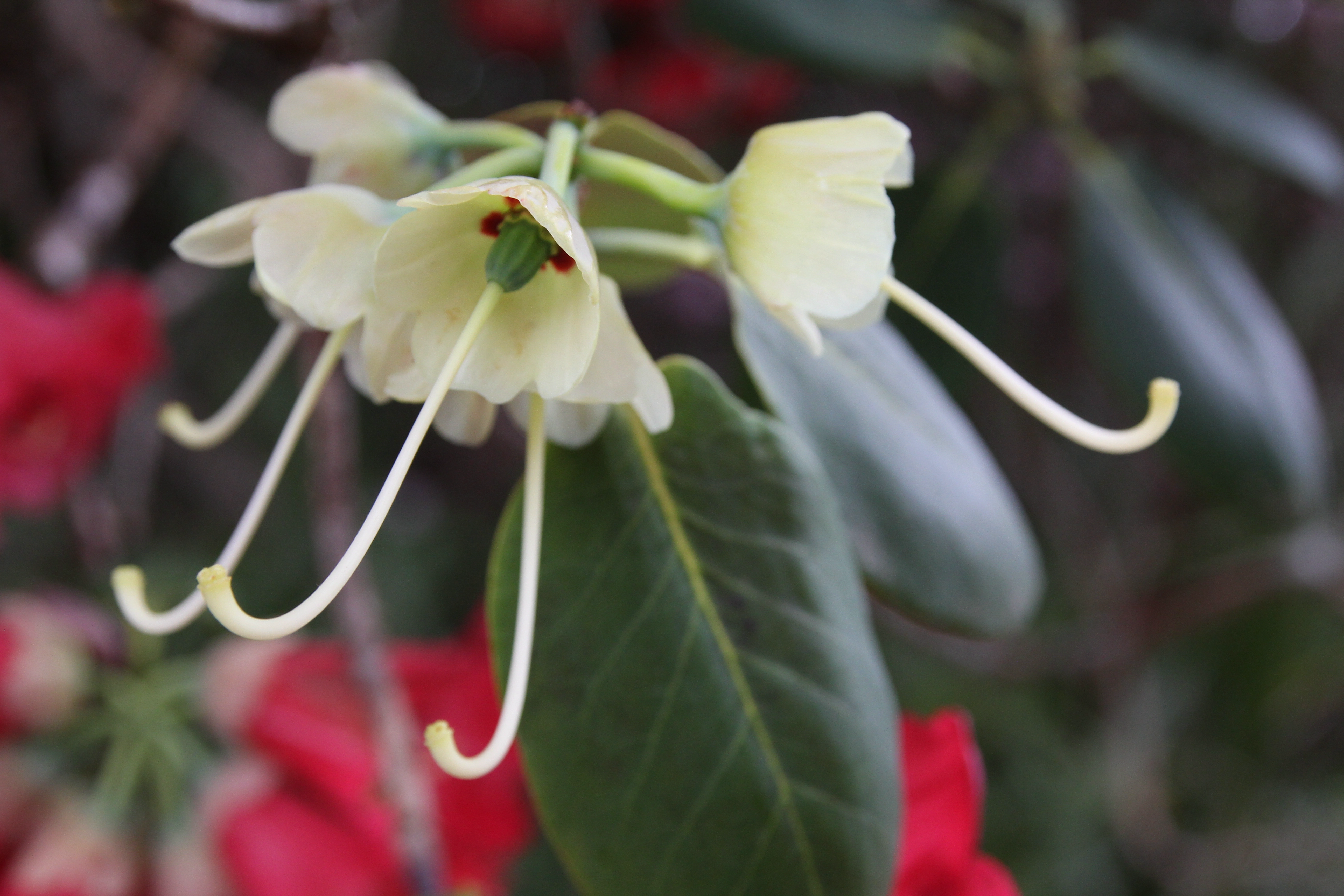Rhododendron thomsonii ssp thomsonii photo