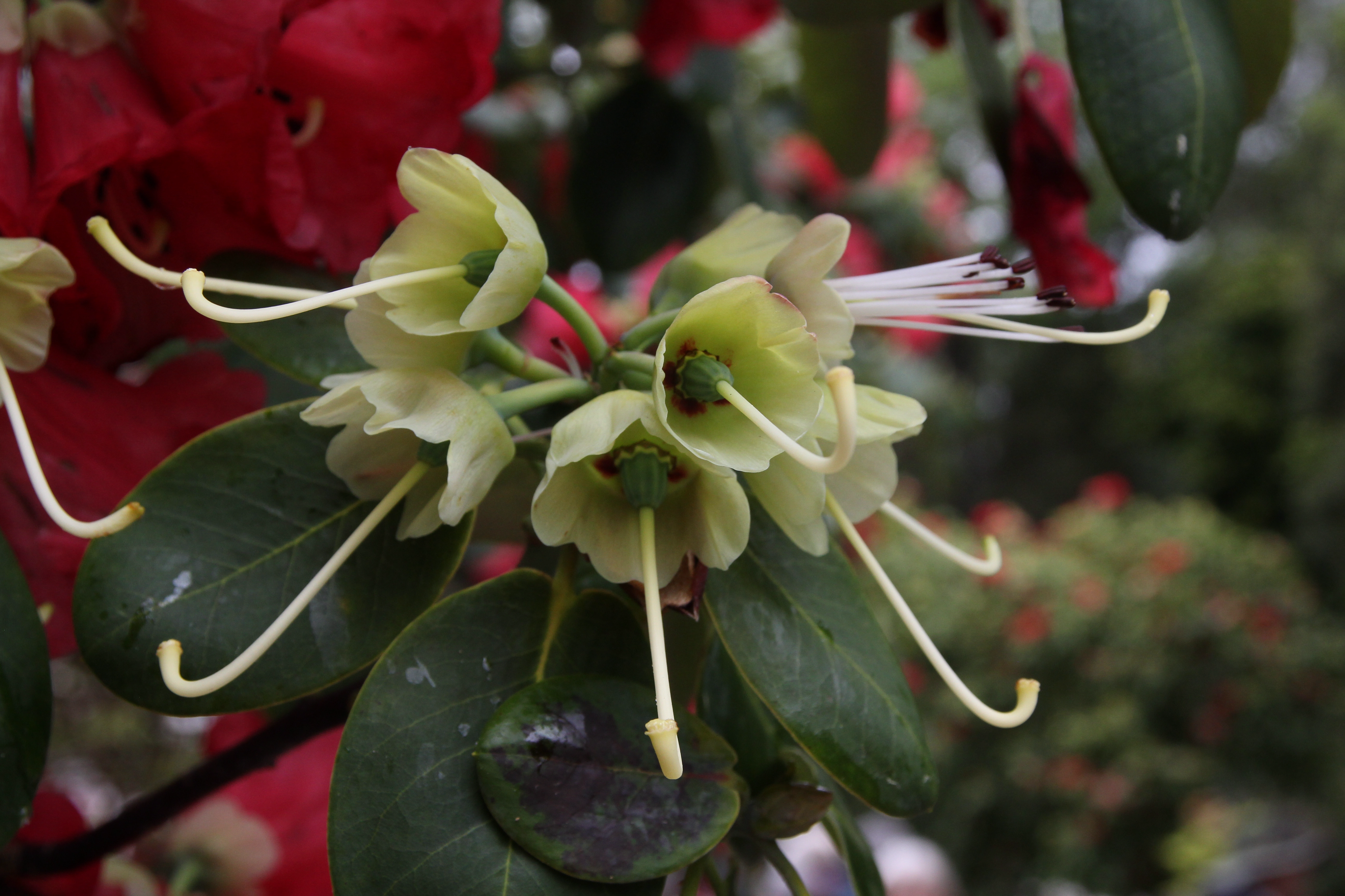 Rhododendron thomsonii ssp thomsonii photo
