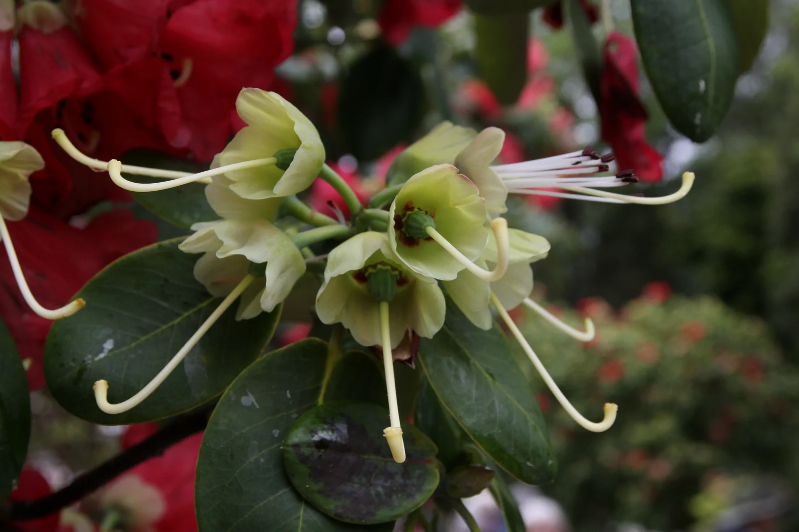 R. thomsonii ssp thomsonii photo of R. thomsonii ssp thomsonii. Yellow calyces - a second show of colour after petals of R. thomsonii fall. Location: Dunedin Botanic Garden, New Zealand. Photo by: Garth Wedemire