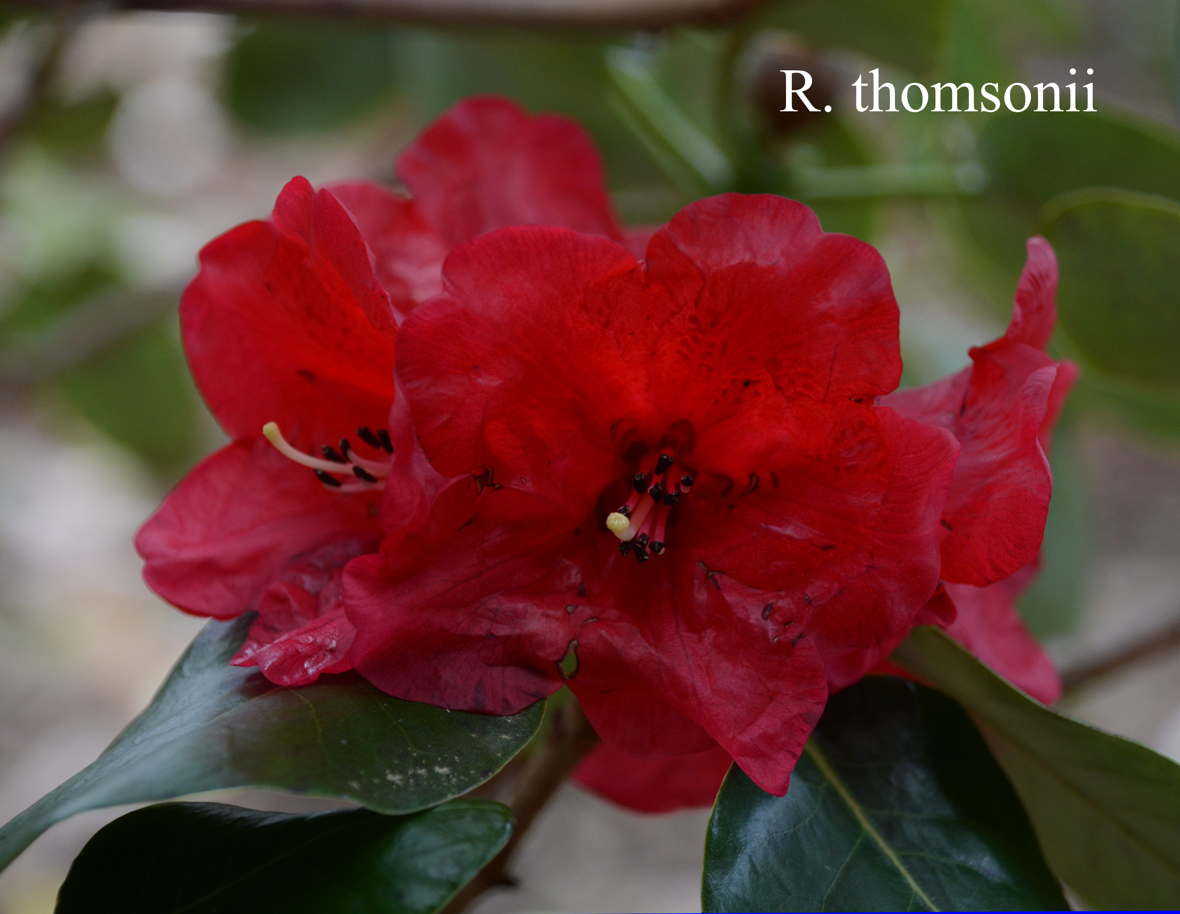 Rhododendron thomsonii ssp thomsonii photo