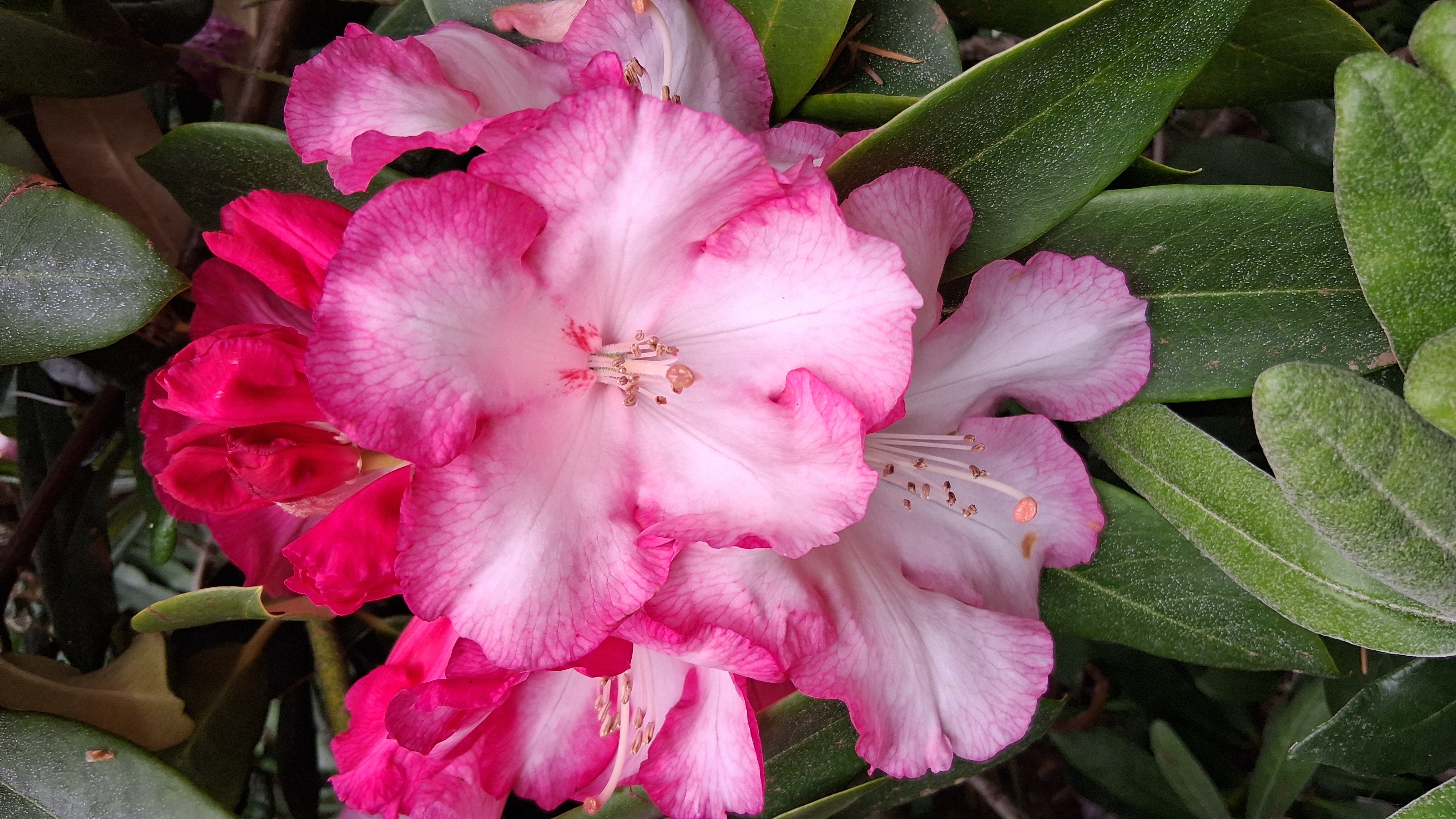 Rhododendron Point Defiance photo