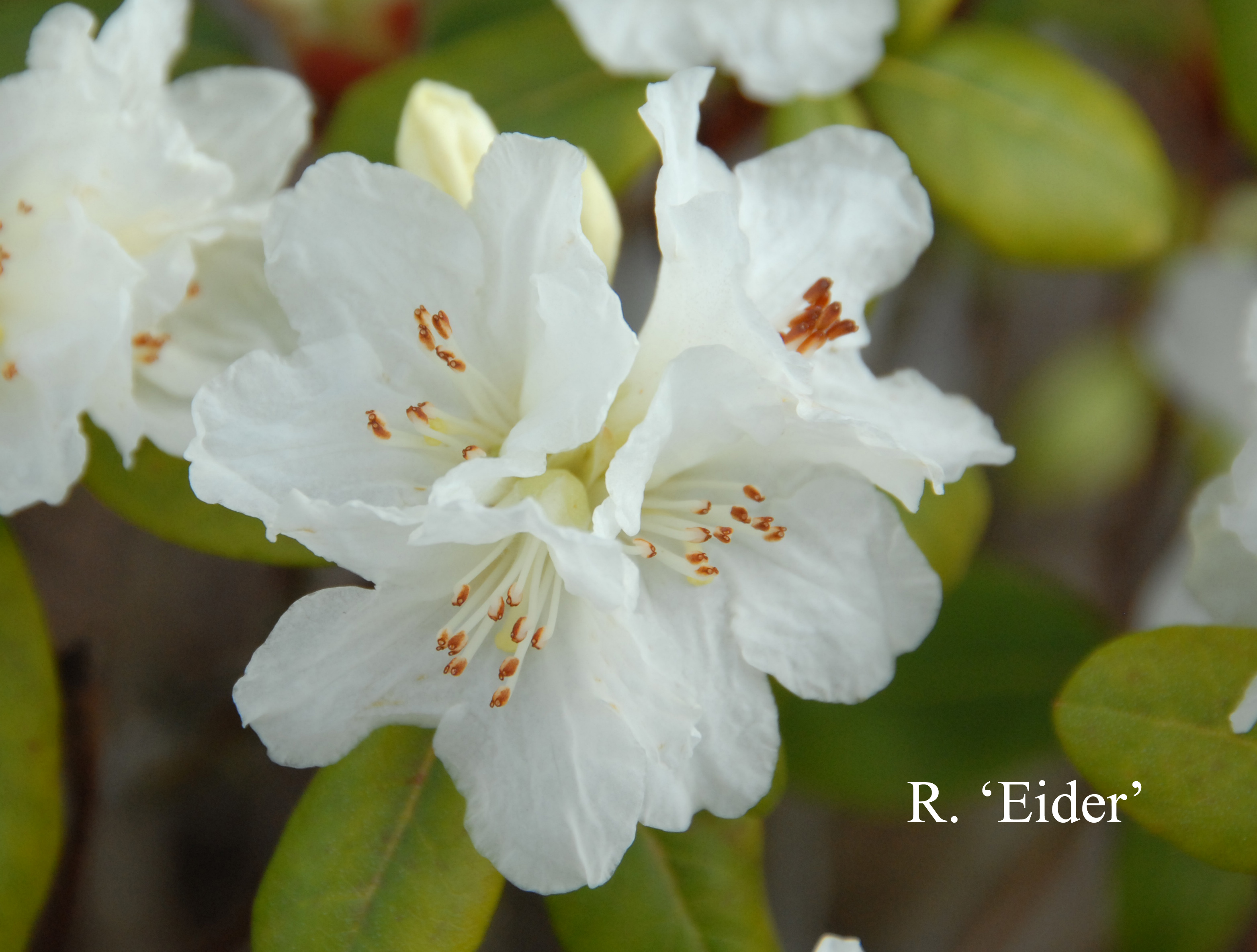 Rhododendron Eider photo