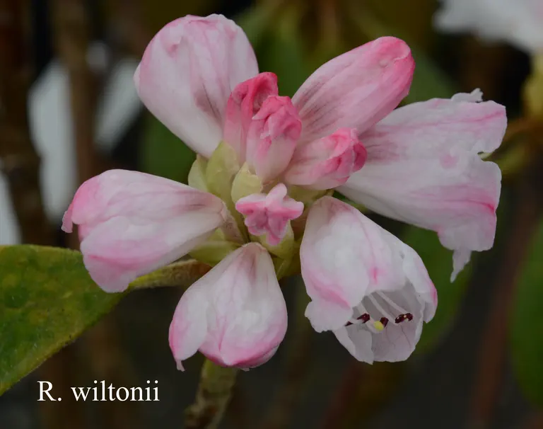 Photo of R. wiltonii, Species